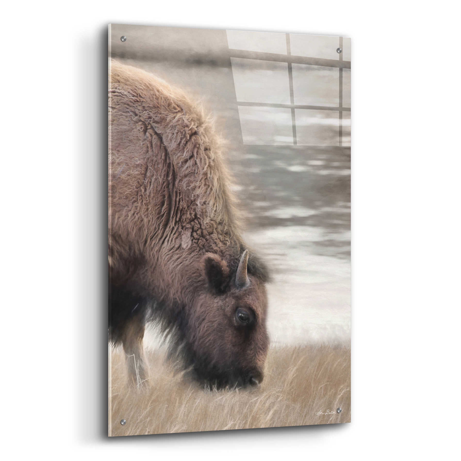 Epic Art 'Yellowstone Buffalo' by Lori Deiter Acrylic Glass Wall Art,24x36