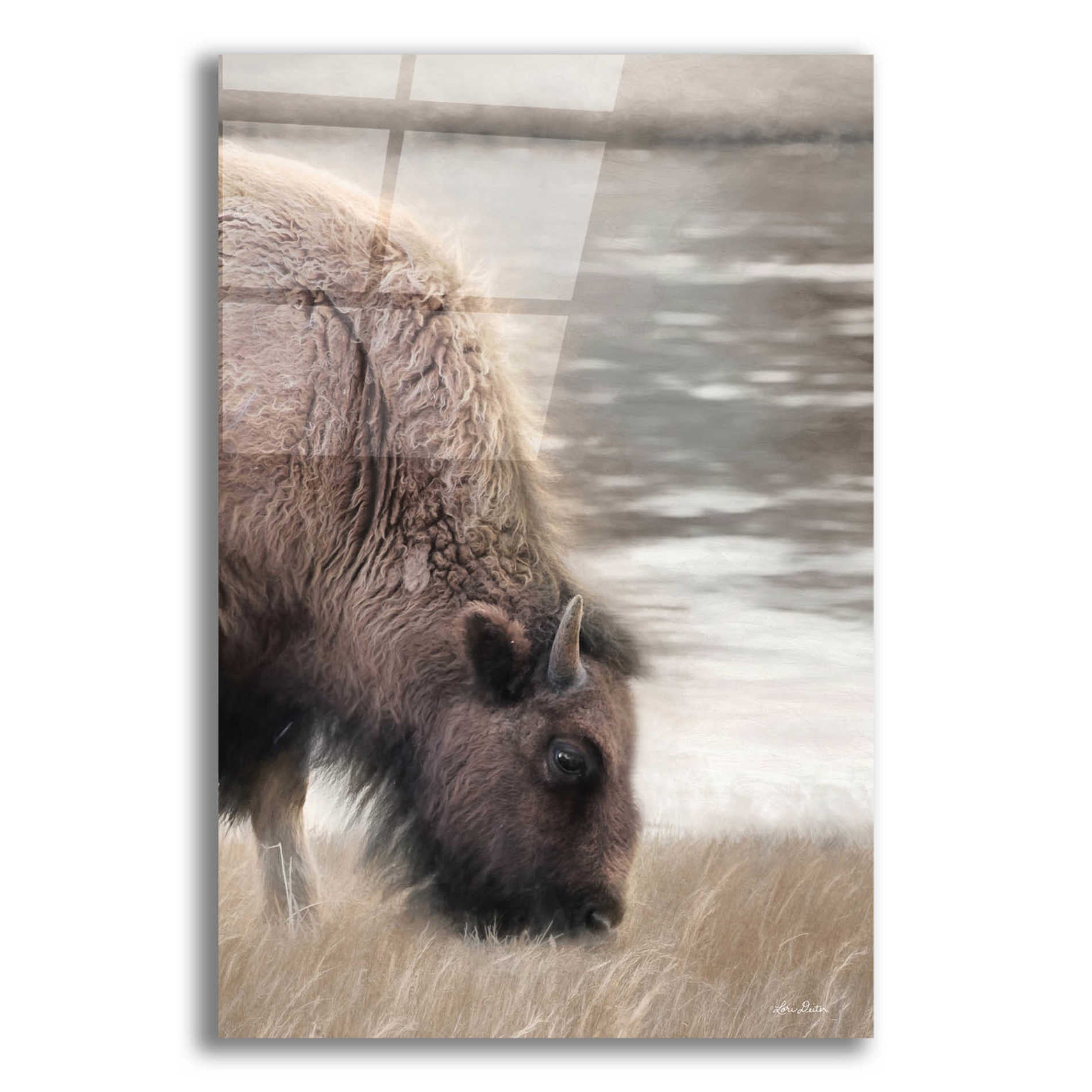 Epic Art 'Yellowstone Buffalo' by Lori Deiter Acrylic Glass Wall Art