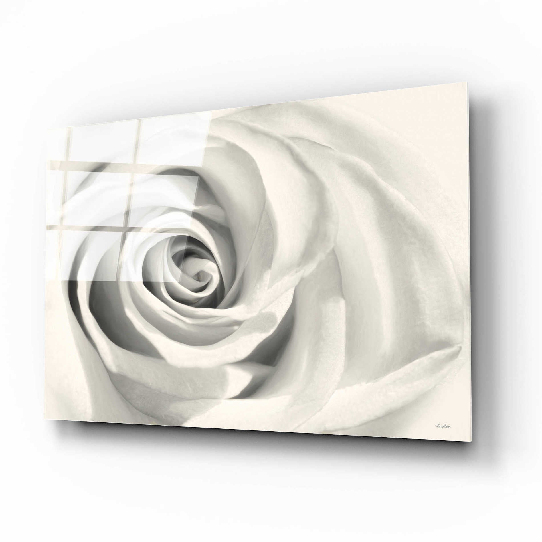 Epic Art 'Rose II' by Lori Deiter Acrylic Glass Wall Art,16x12