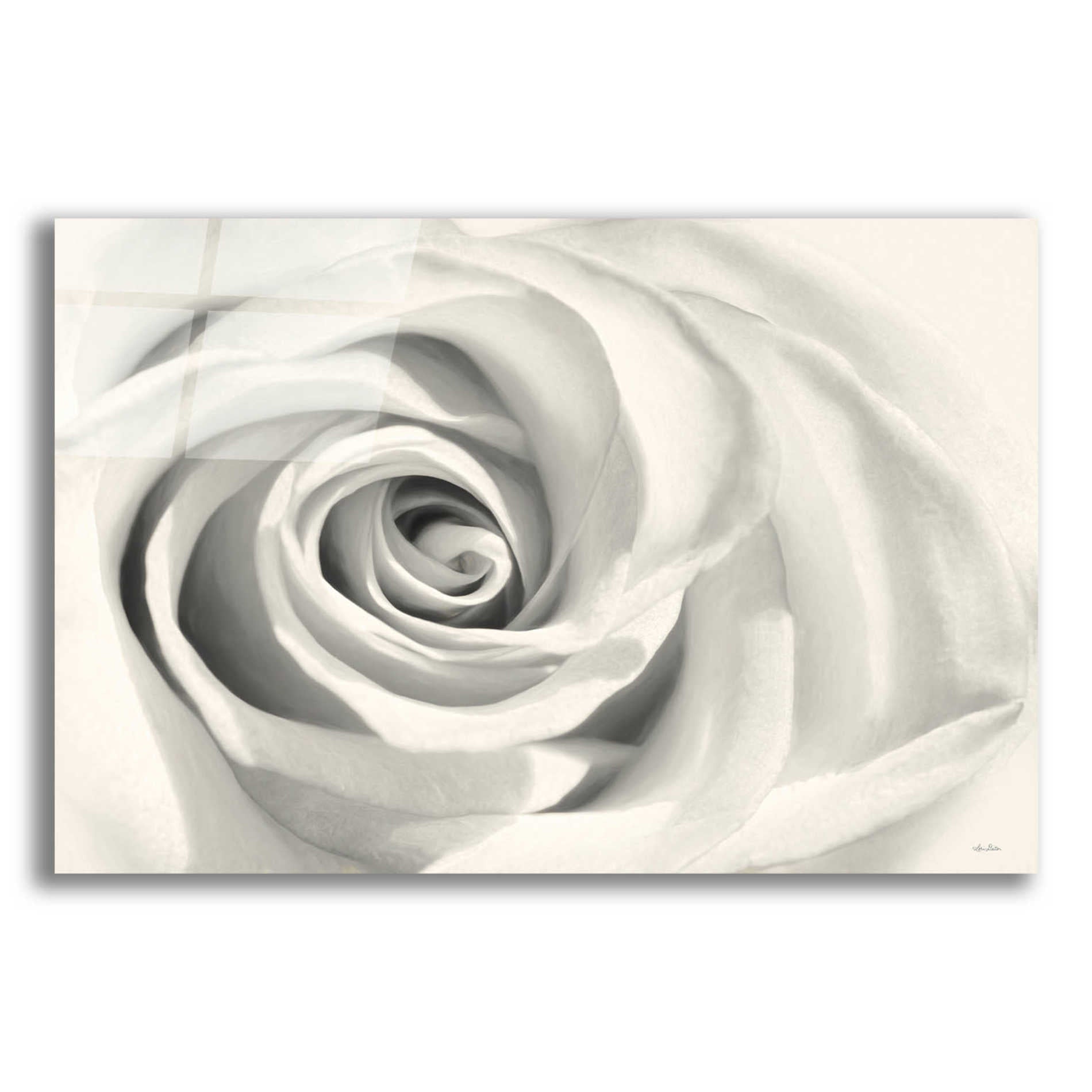 Epic Art 'Rose II' by Lori Deiter Acrylic Glass Wall Art,16x12