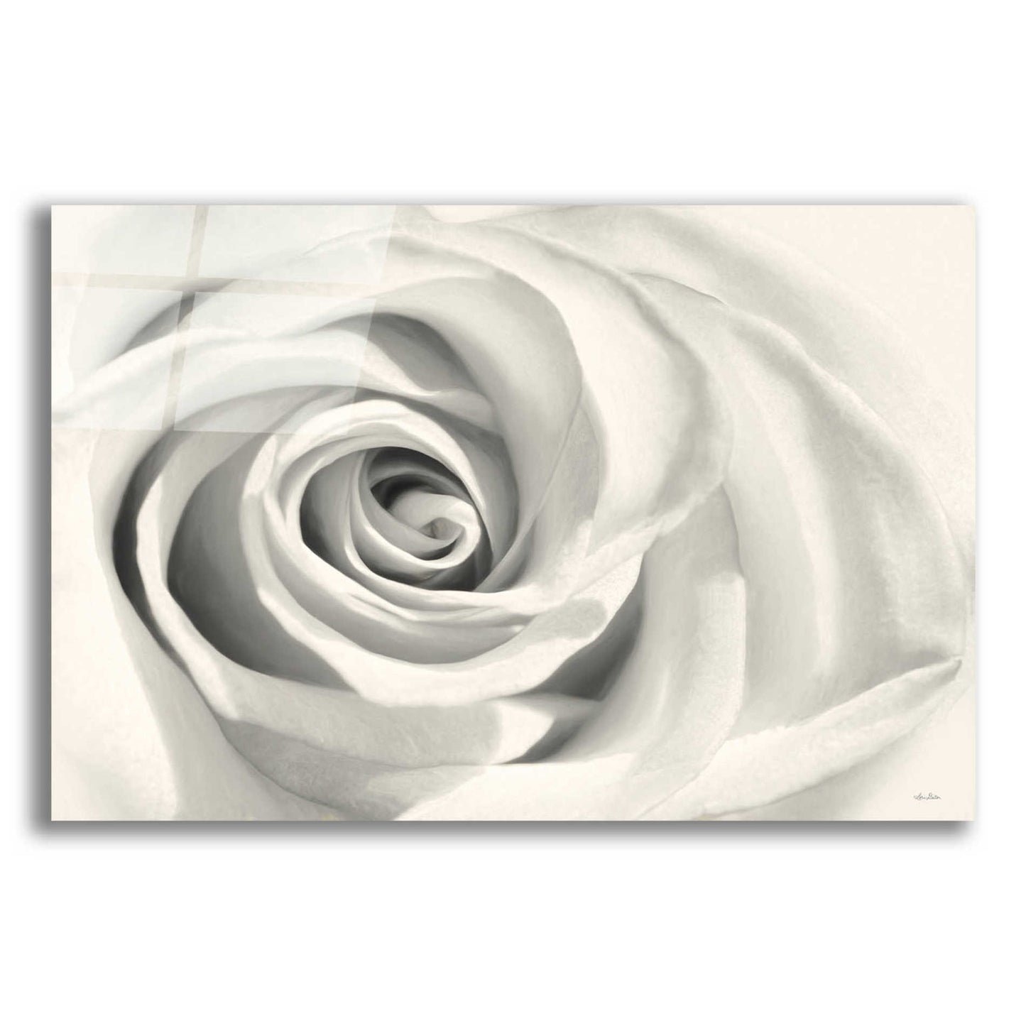 Epic Art 'Rose II' by Lori Deiter Acrylic Glass Wall Art,24x16