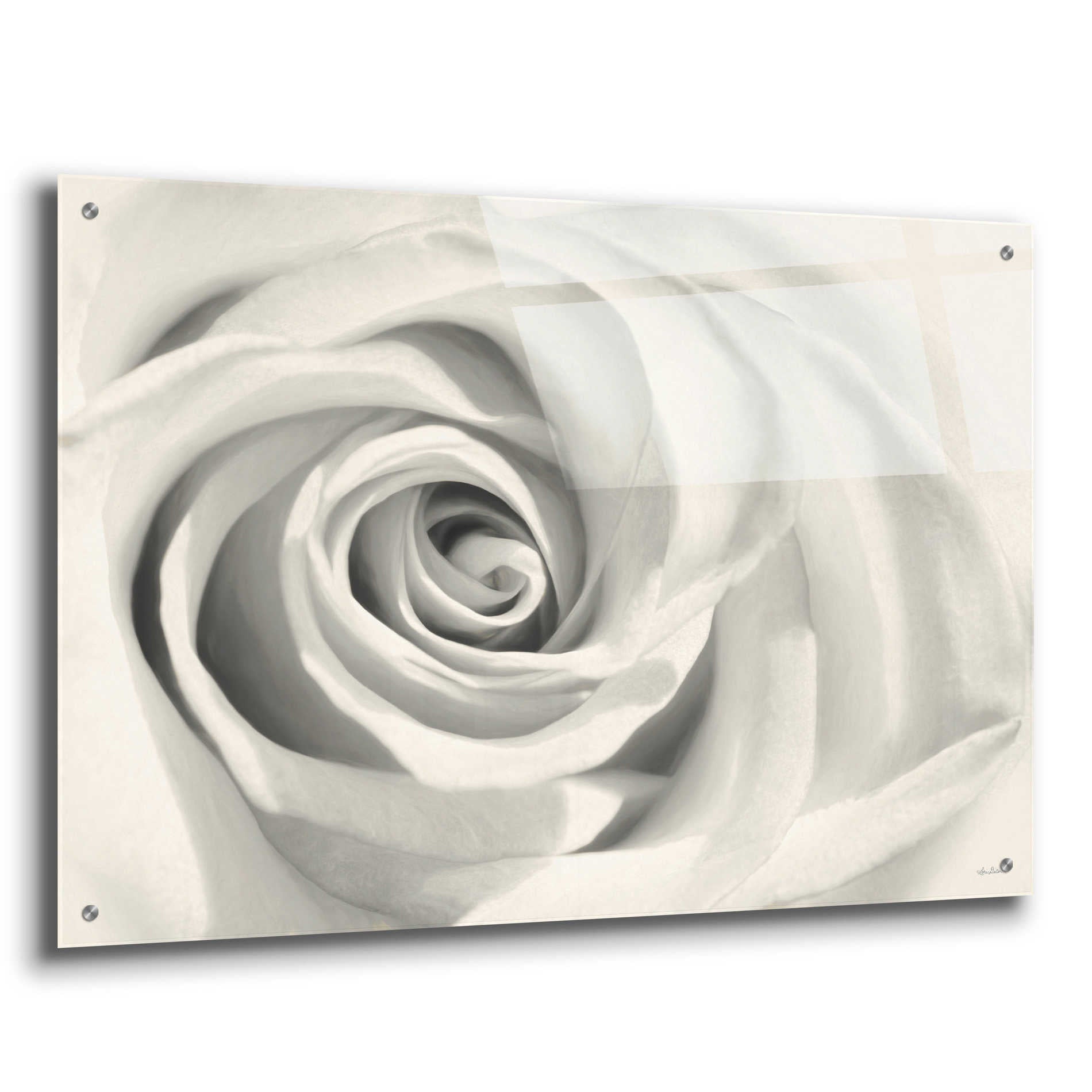 Epic Art 'Rose II' by Lori Deiter Acrylic Glass Wall Art,36x24