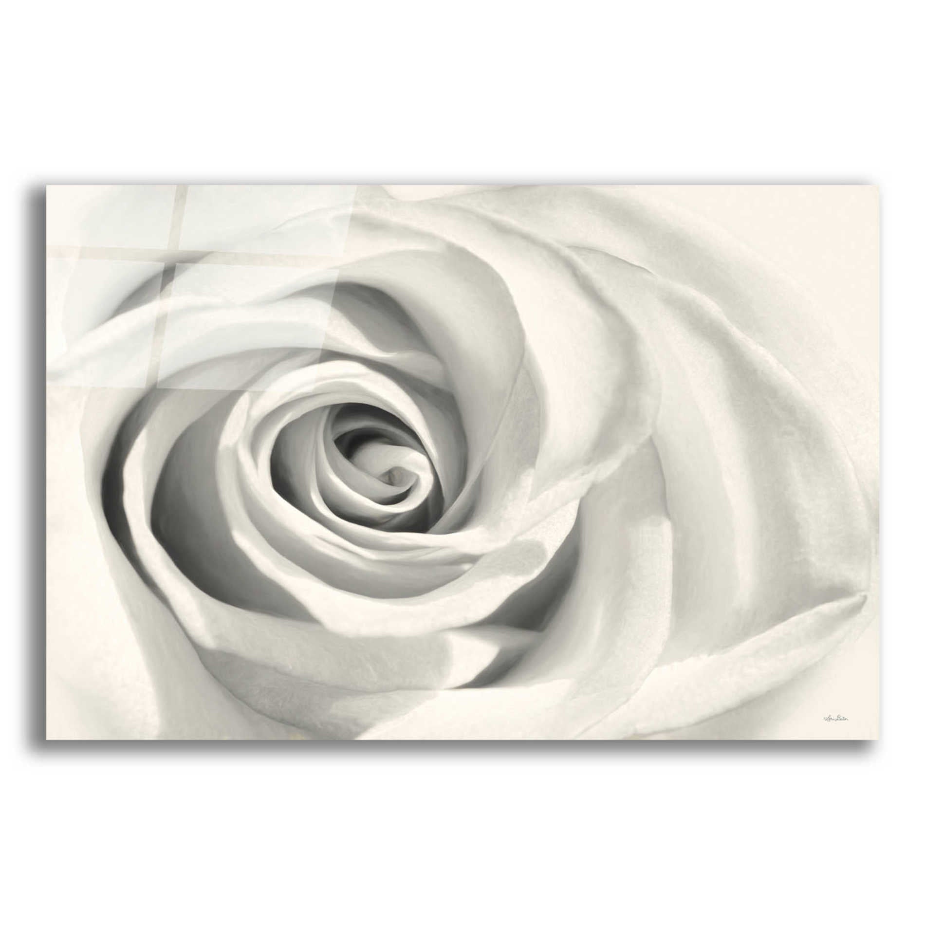 Epic Art 'Rose II' by Lori Deiter Acrylic Glass Wall Art