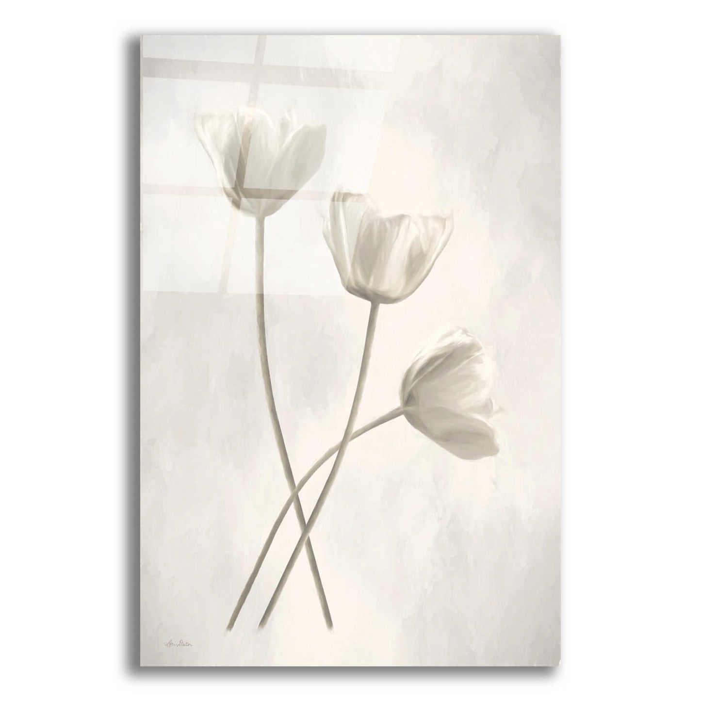 Epic Art 'Bleached Tulips III' by Lori Deiter Acrylic Glass Wall Art,12x16