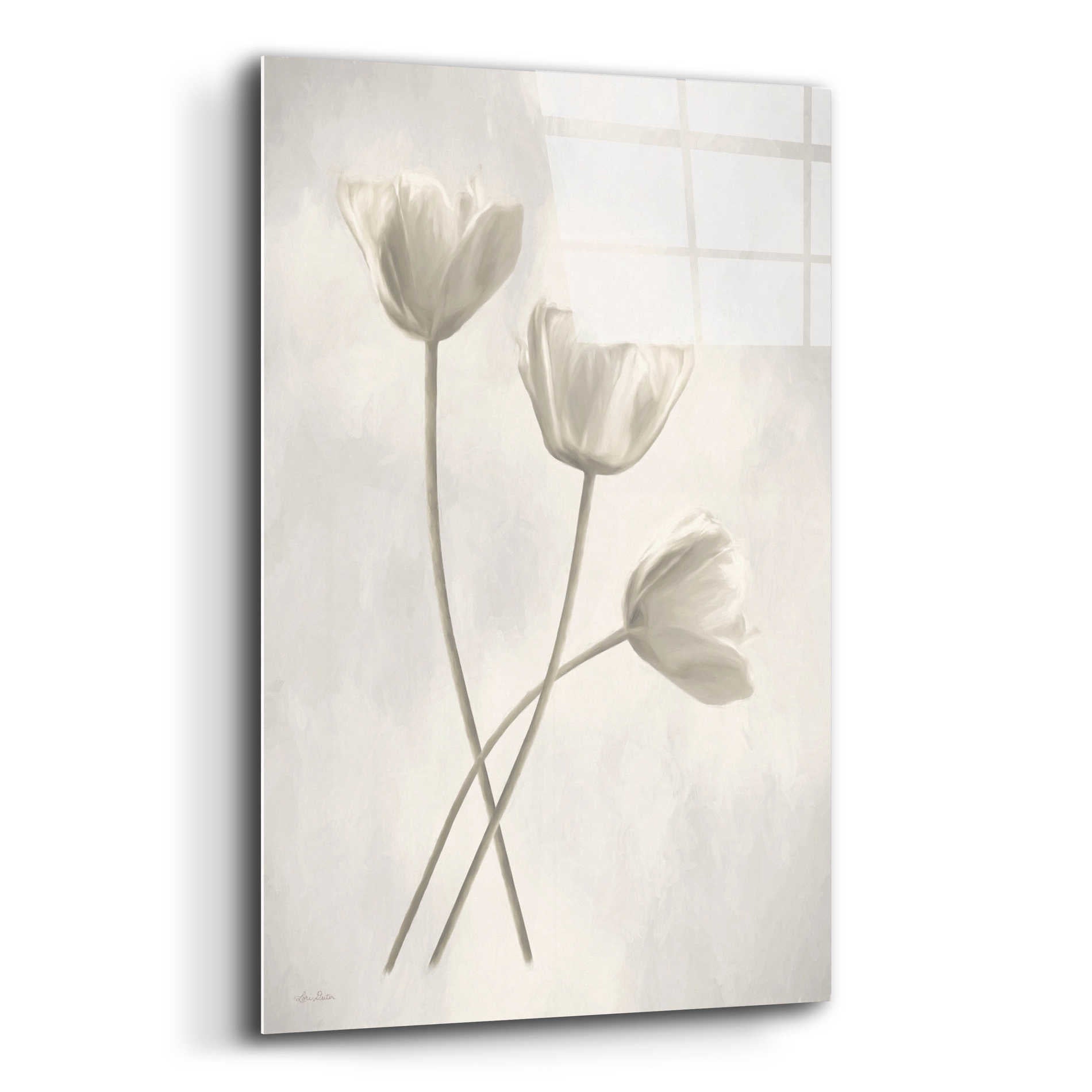 Epic Art 'Bleached Tulips III' by Lori Deiter Acrylic Glass Wall Art,16x24