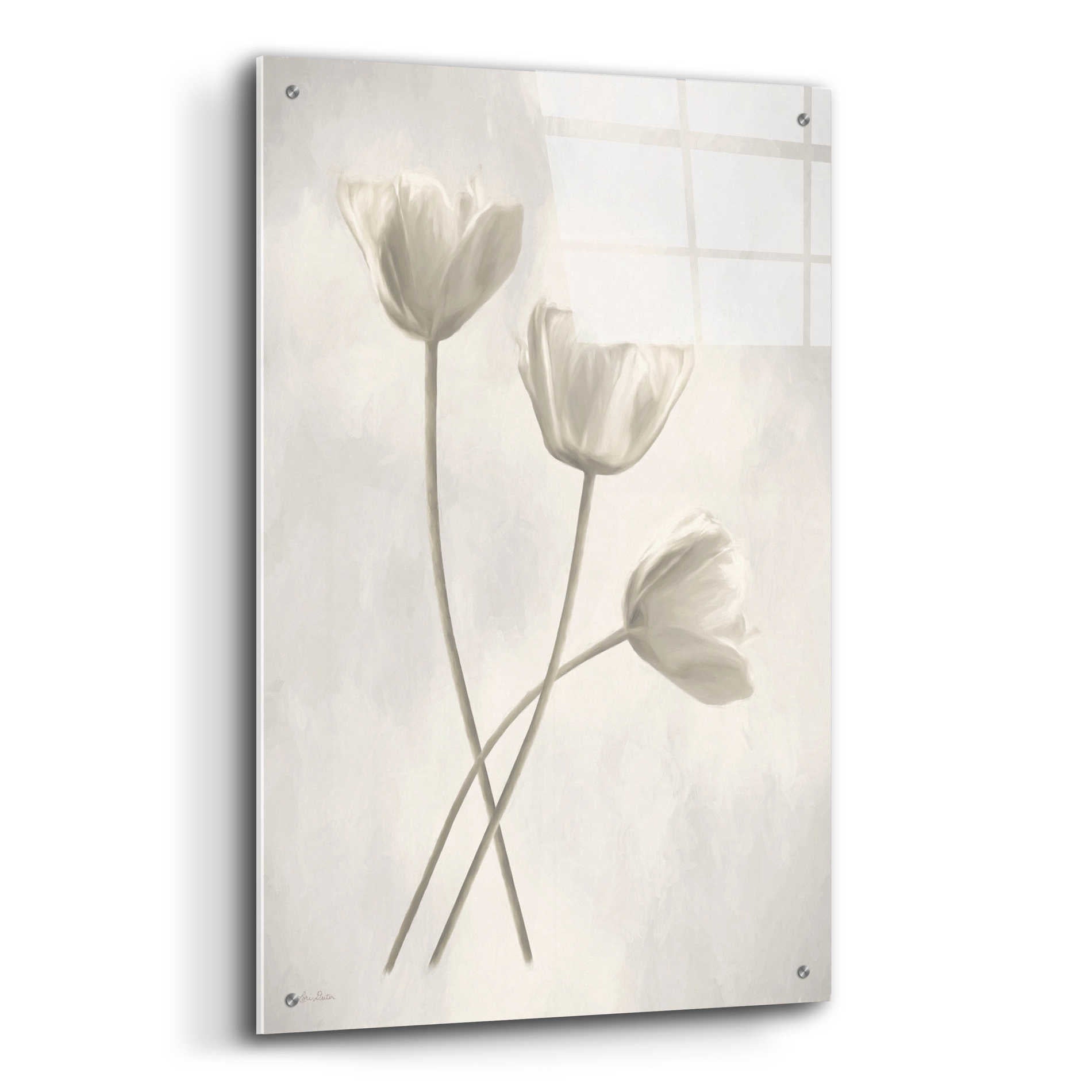 Epic Art 'Bleached Tulips III' by Lori Deiter Acrylic Glass Wall Art,24x36
