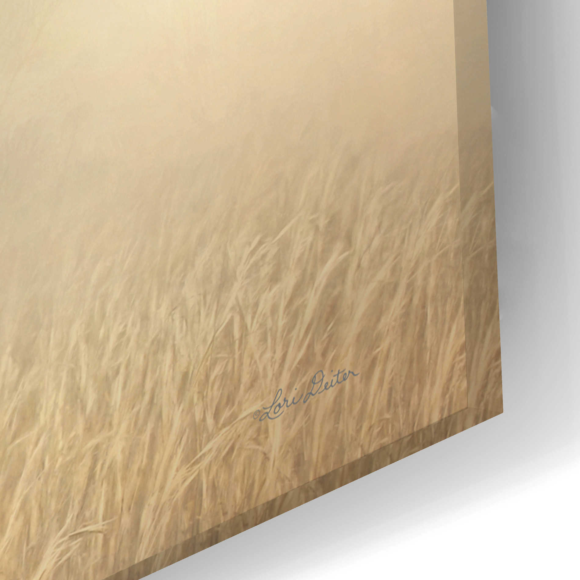 Epic Art 'Highland Cow in Golden Grass' by Lori Deiter Acrylic Glass Wall Art,24x16