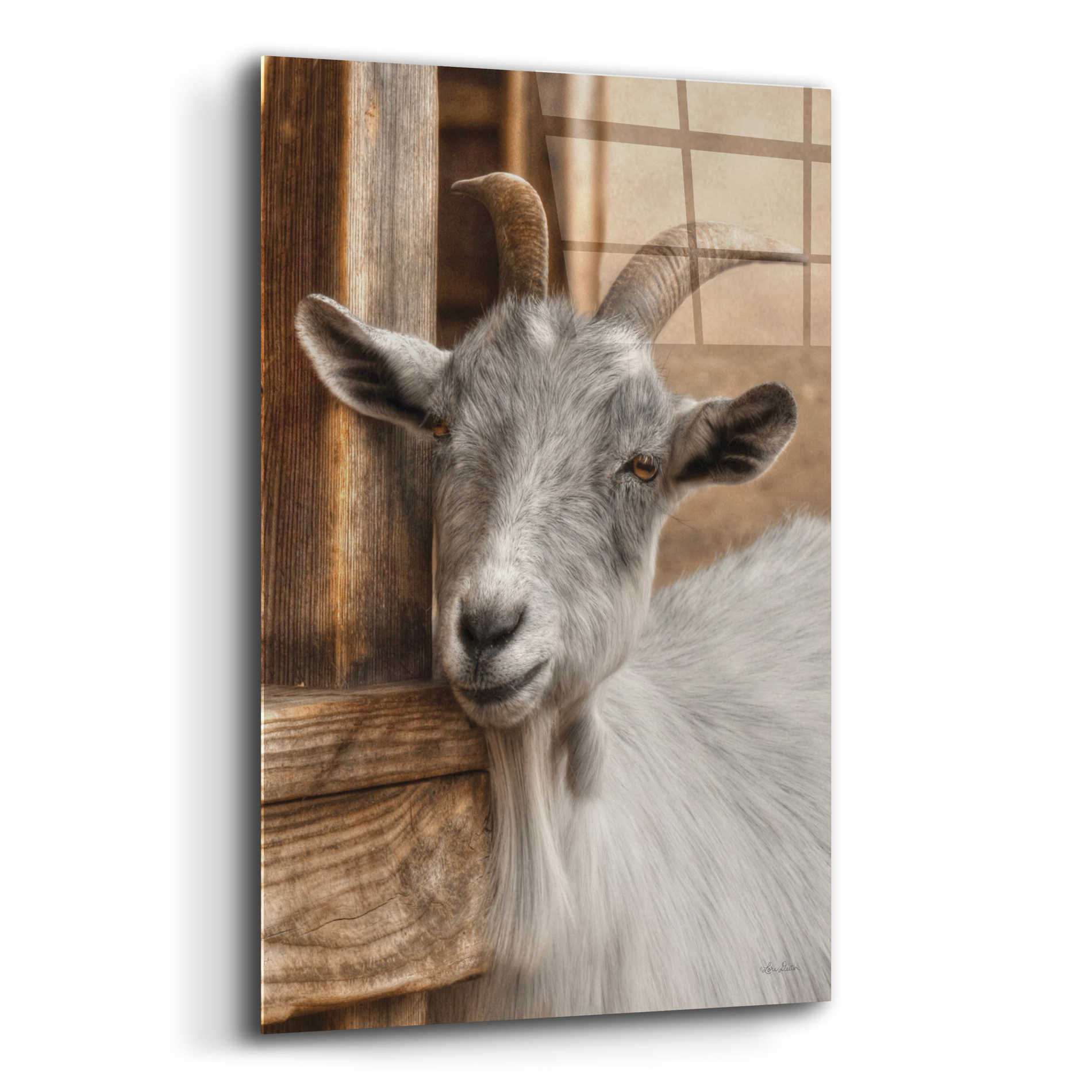 Epic Art 'Gray Goat' by Lori Deiter Acrylic Glass Wall Art,12x16