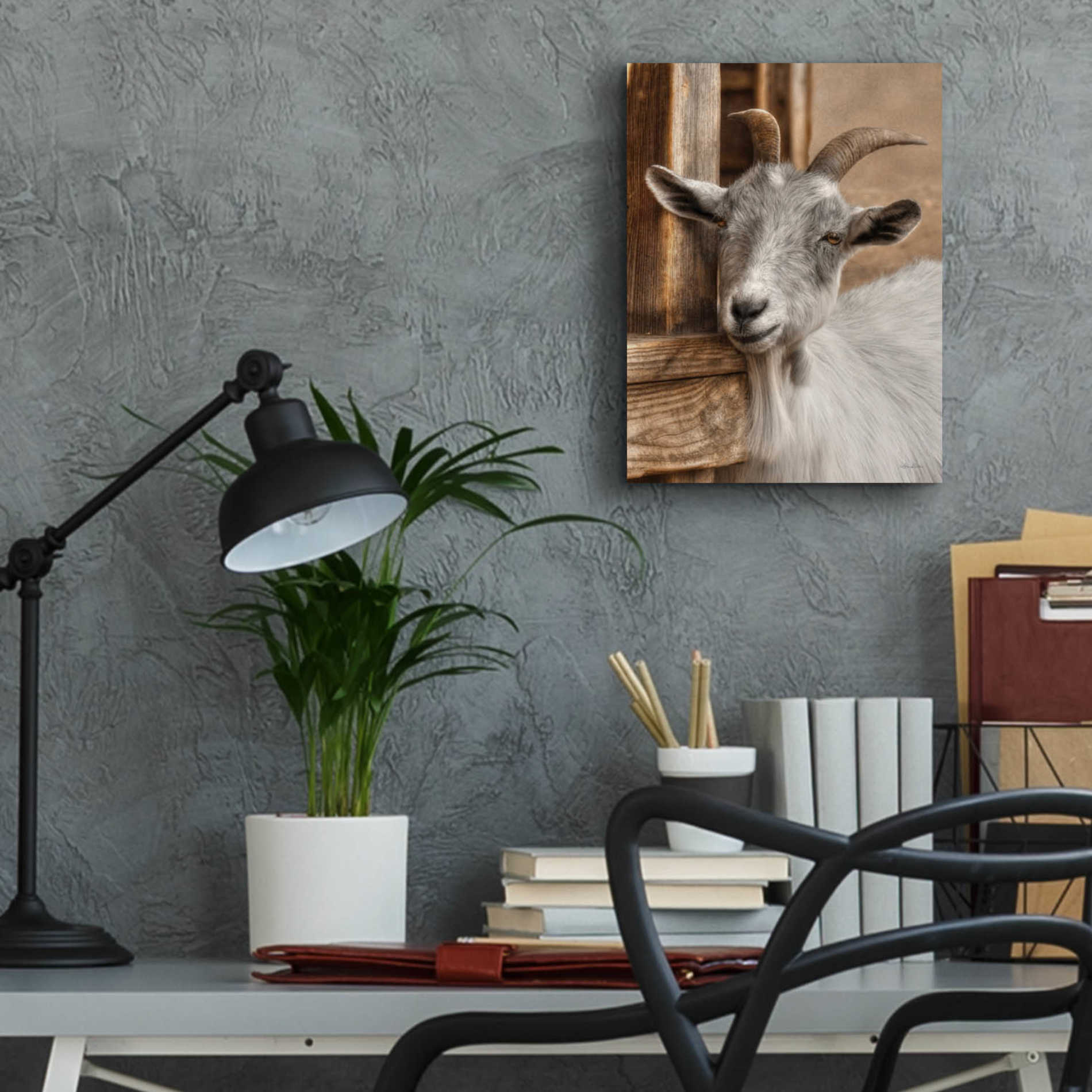 Epic Art 'Gray Goat' by Lori Deiter Acrylic Glass Wall Art,12x16