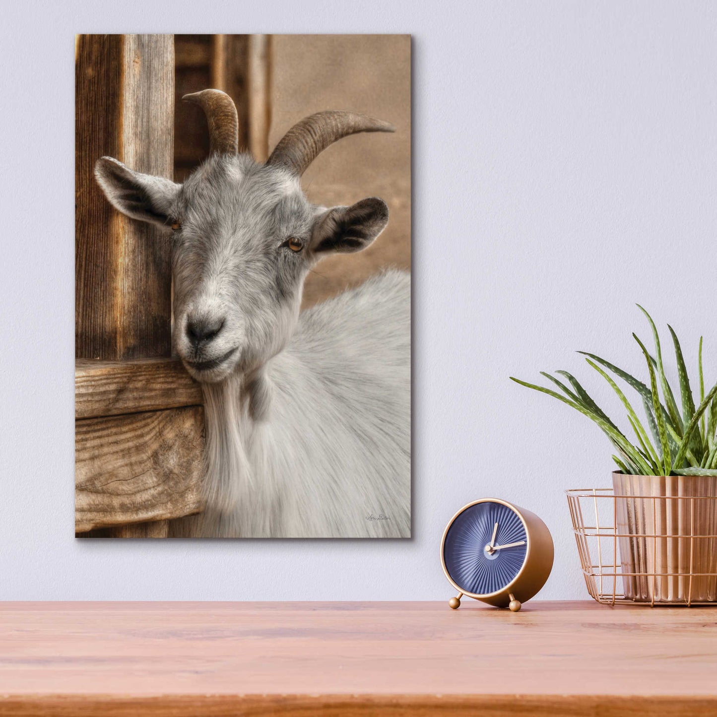 Epic Art 'Gray Goat' by Lori Deiter Acrylic Glass Wall Art,12x16