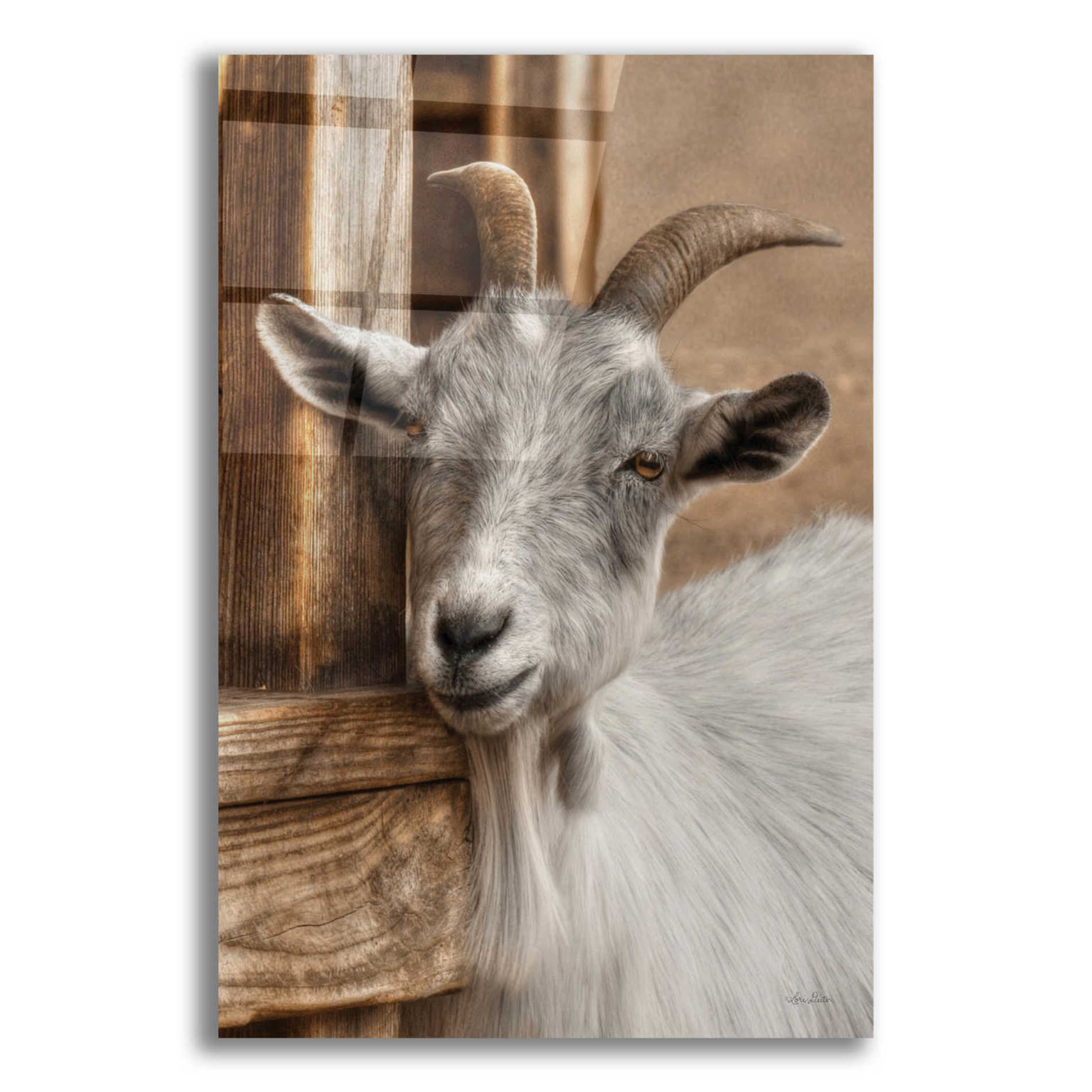 Epic Art 'Gray Goat' by Lori Deiter Acrylic Glass Wall Art,12x16