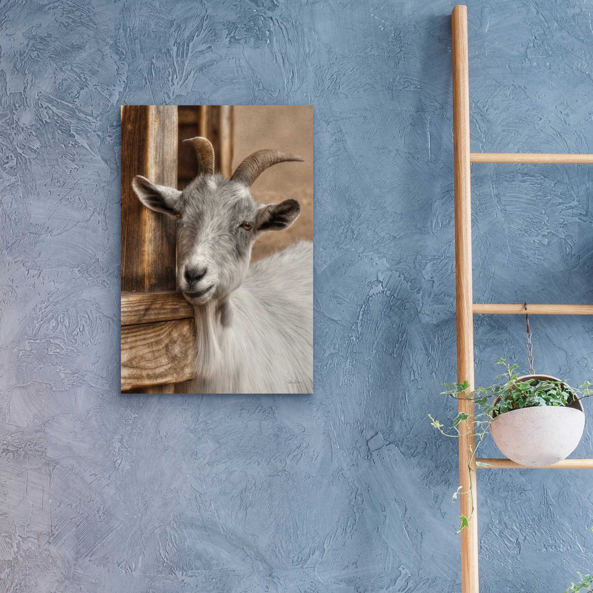 Epic Art 'Gray Goat' by Lori Deiter Acrylic Glass Wall Art,16x24