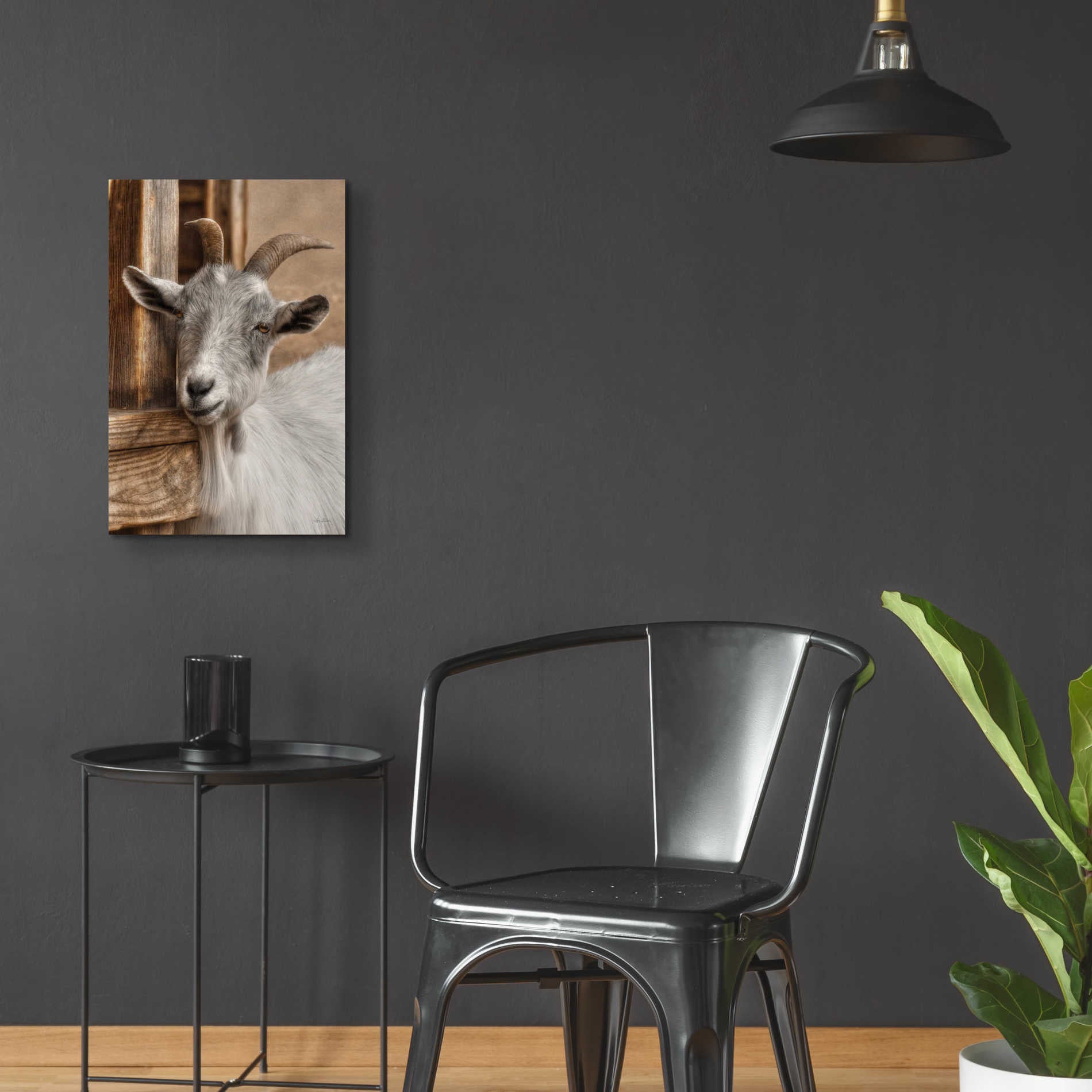 Epic Art 'Gray Goat' by Lori Deiter Acrylic Glass Wall Art,16x24