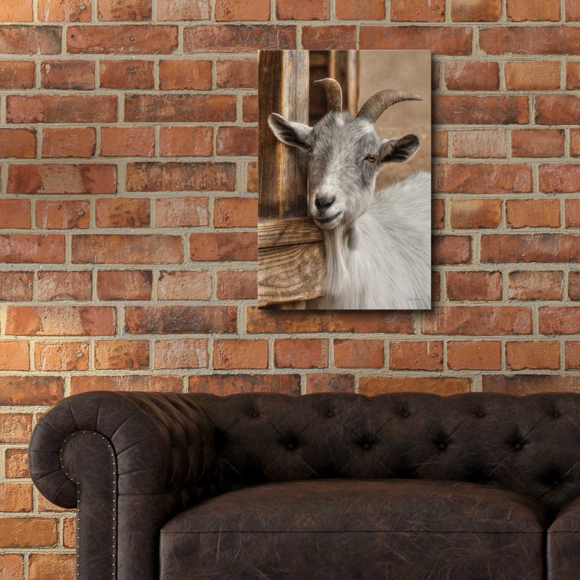 Epic Art 'Gray Goat' by Lori Deiter Acrylic Glass Wall Art,16x24