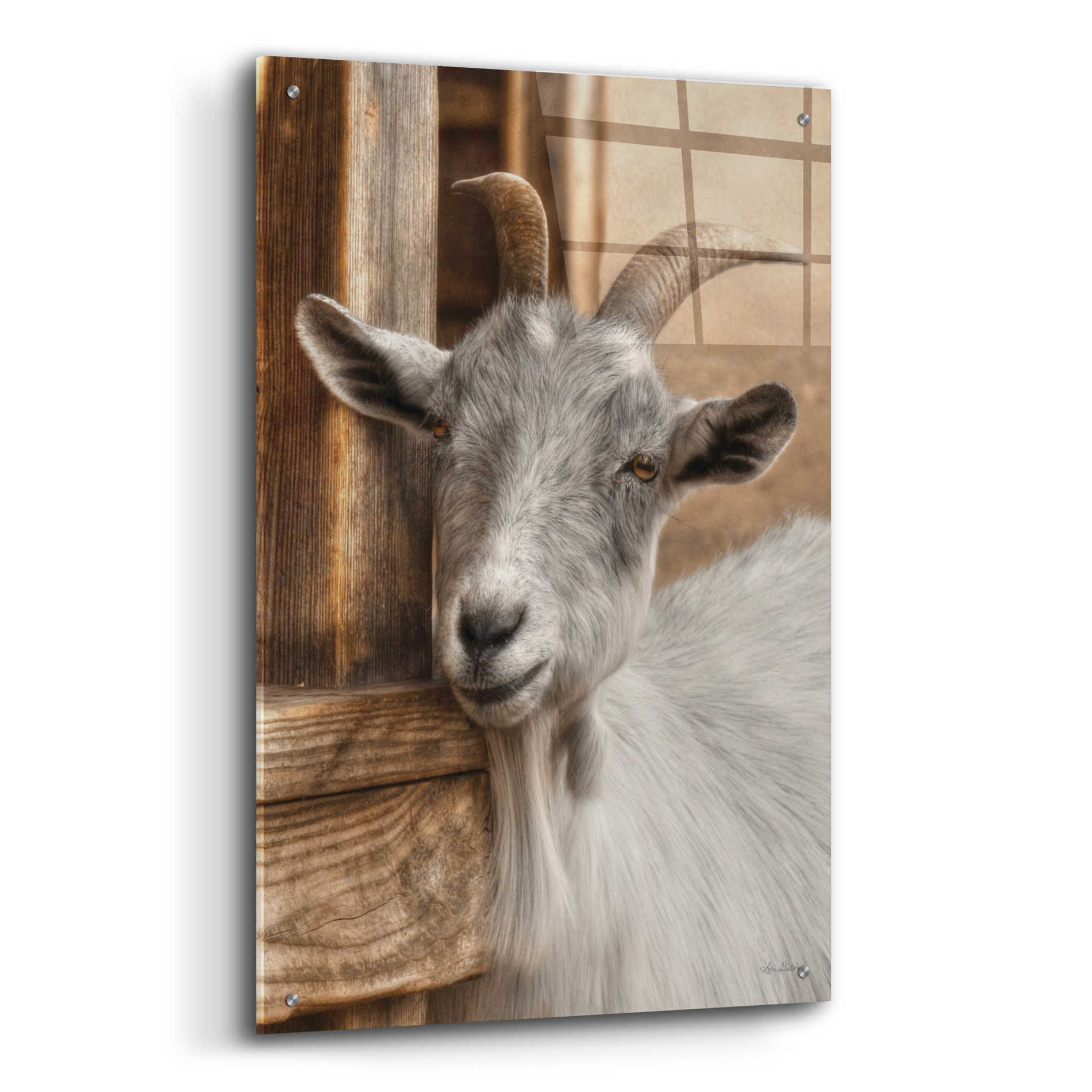 Epic Art 'Gray Goat' by Lori Deiter Acrylic Glass Wall Art,24x36