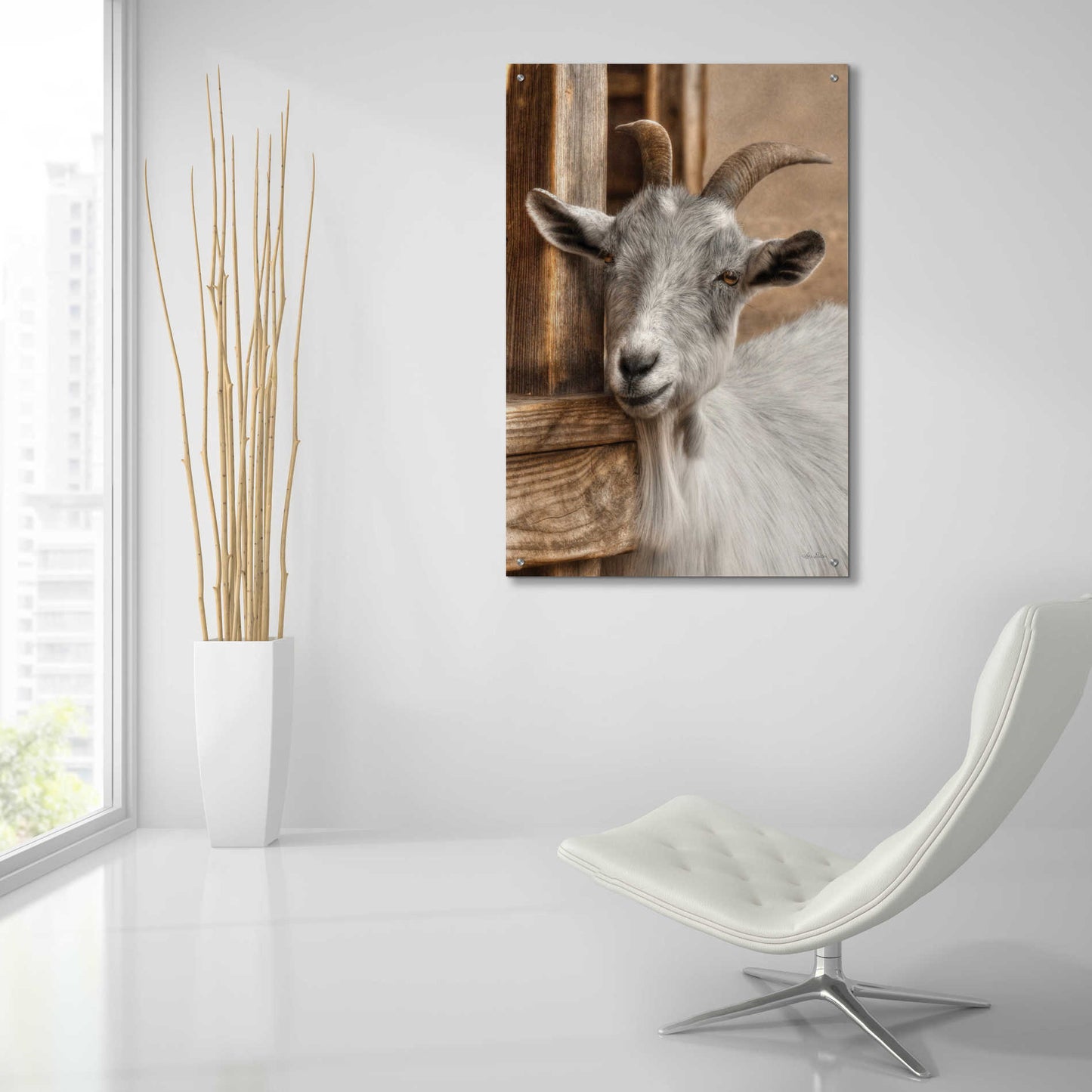 Epic Art 'Gray Goat' by Lori Deiter Acrylic Glass Wall Art,24x36