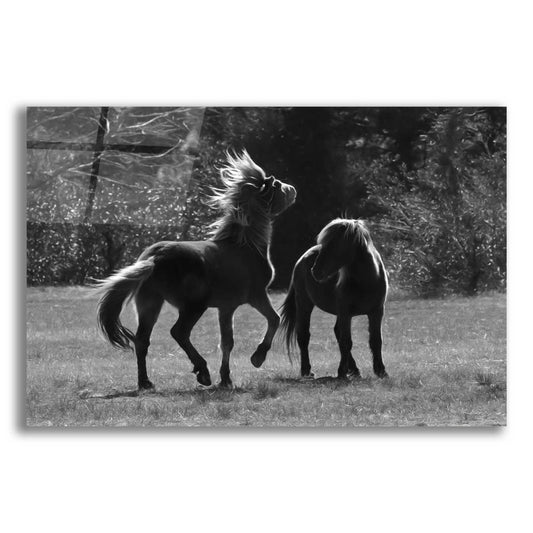 Epic Art 'Black & White Assateague Horses' by Lori Deiter Acrylic Glass Wall Art
