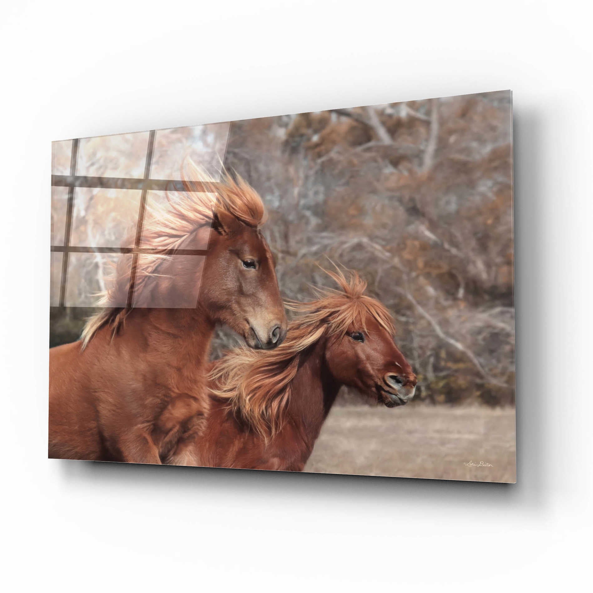 Epic Art 'Assateague Horses II' by Lori Deiter Acrylic Glass Wall Art,16x12