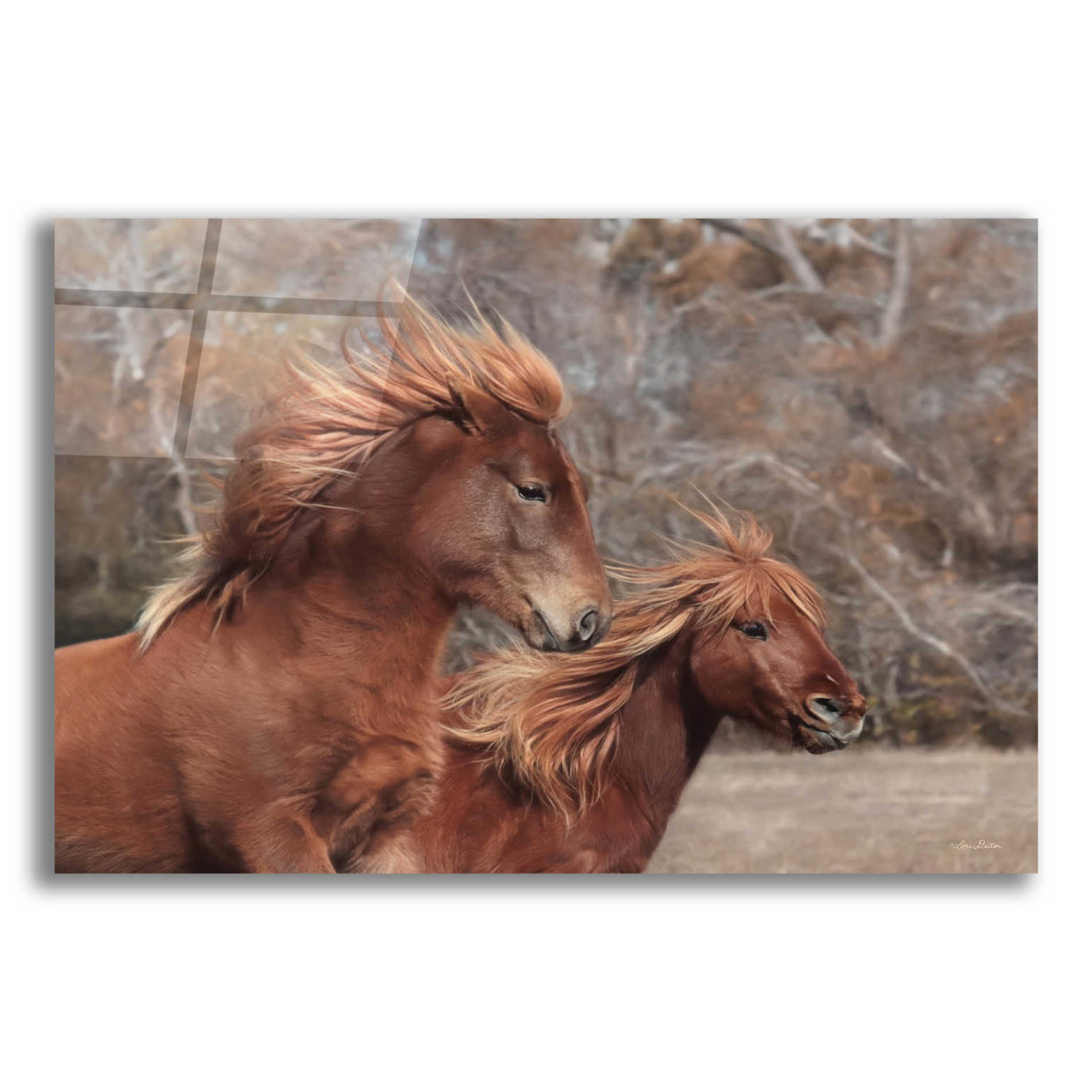 Epic Art 'Assateague Horses II' by Lori Deiter Acrylic Glass Wall Art,16x12