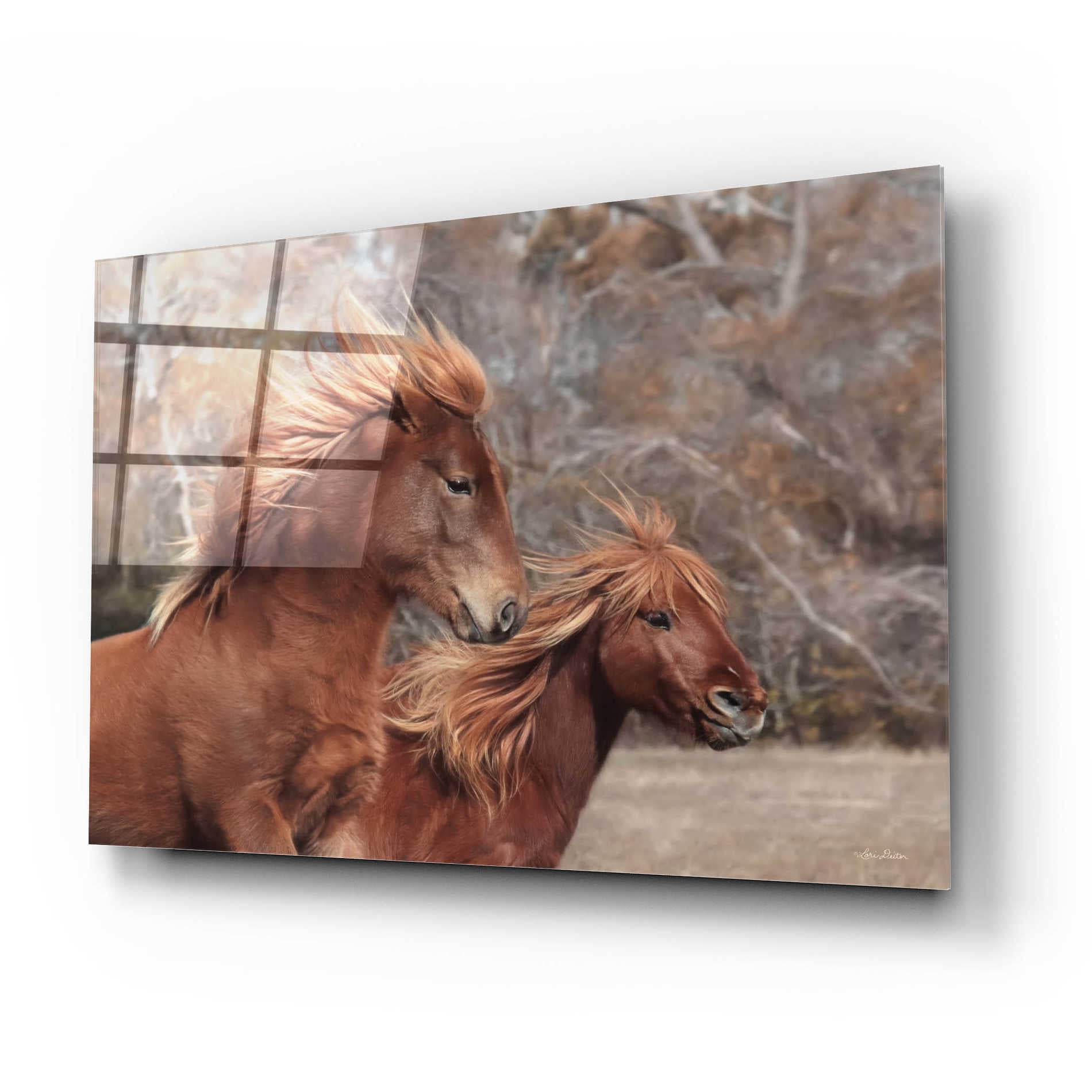 Epic Art 'Assateague Horses II' by Lori Deiter Acrylic Glass Wall Art,24x16