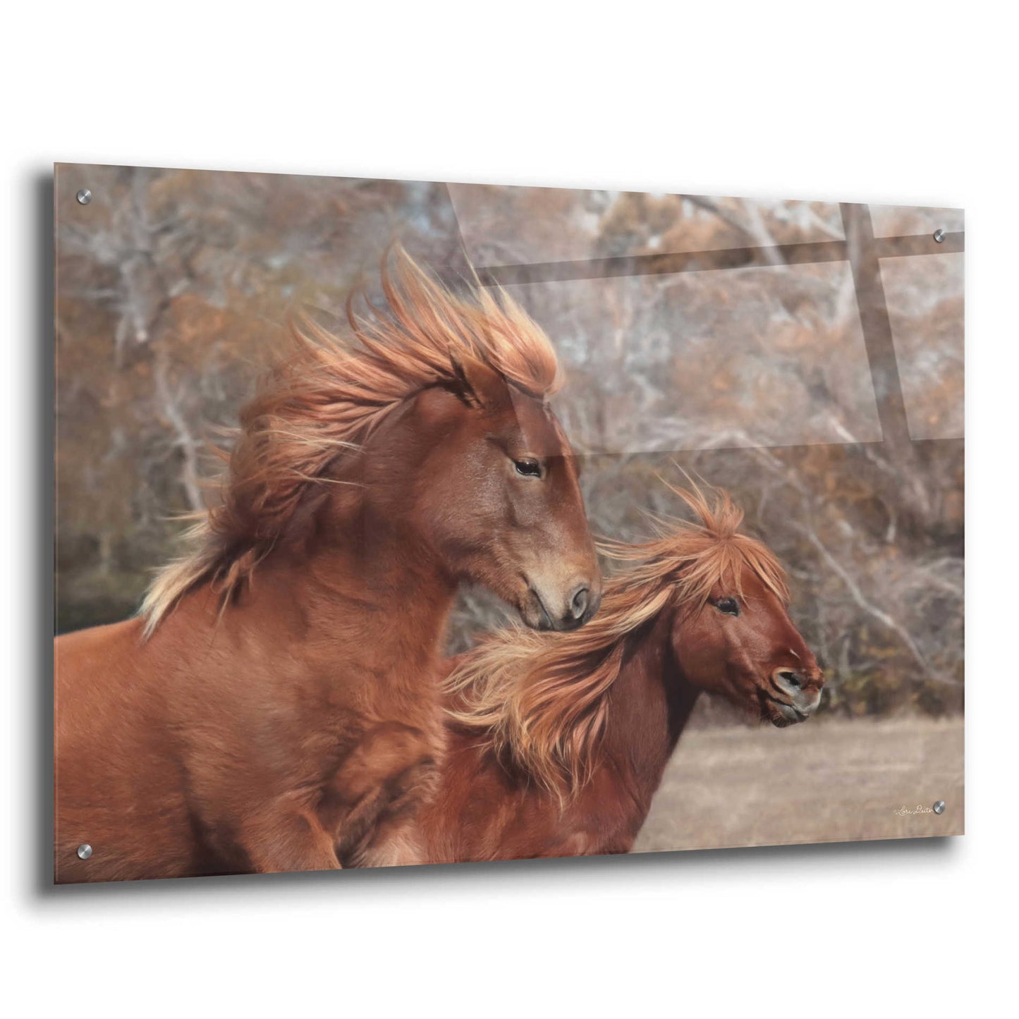 Epic Art 'Assateague Horses II' by Lori Deiter Acrylic Glass Wall Art,36x24