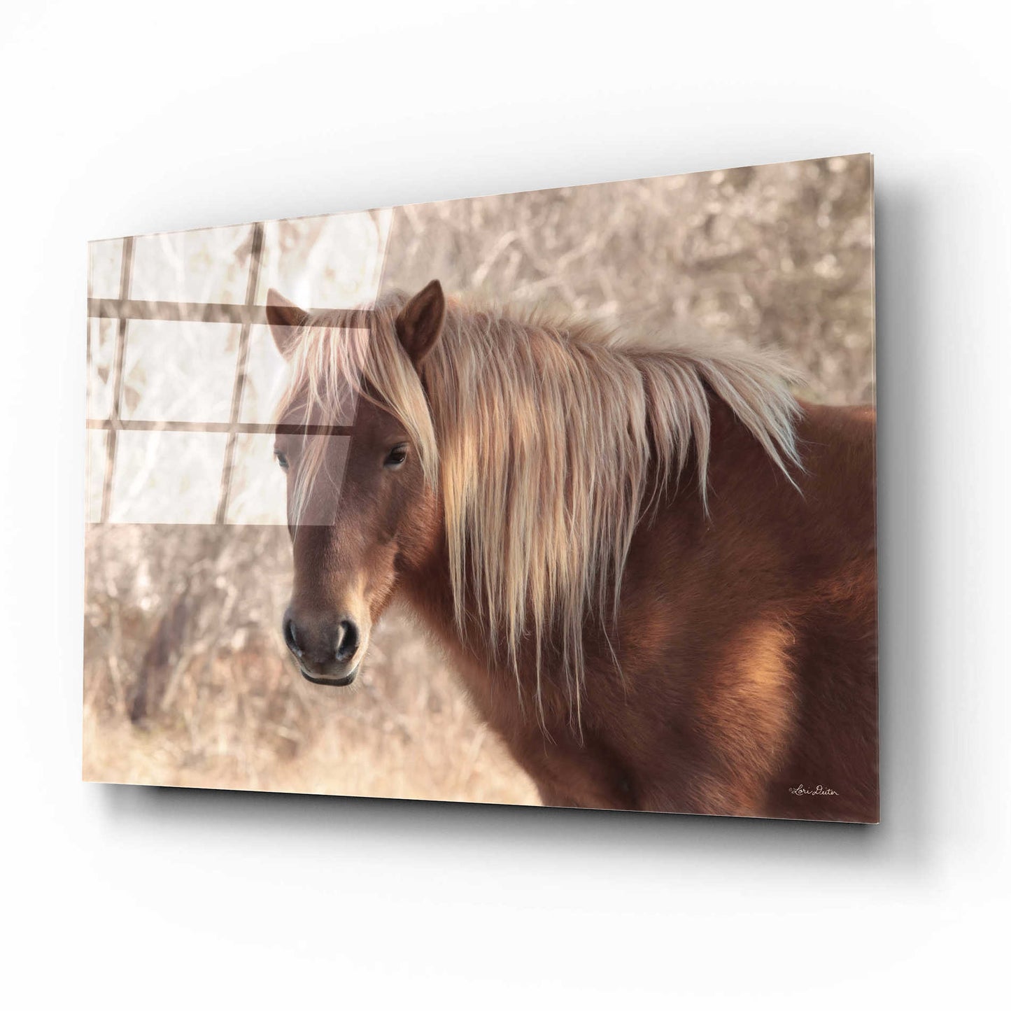 Epic Art 'Assateague Horse' by Lori Deiter Acrylic Glass Wall Art,16x12