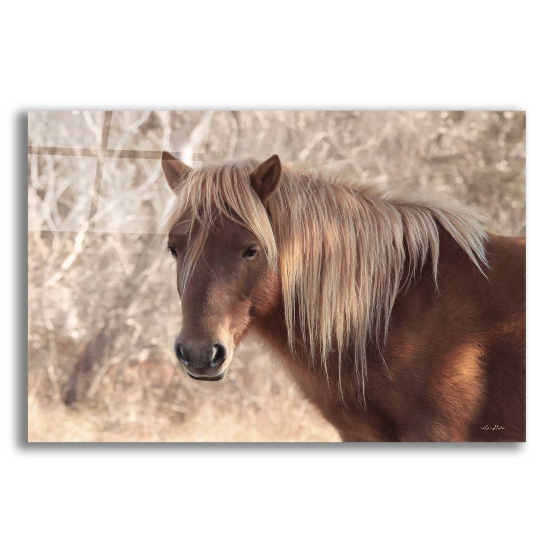 Epic Art 'Assateague Horse' by Lori Deiter Acrylic Glass Wall Art,16x12