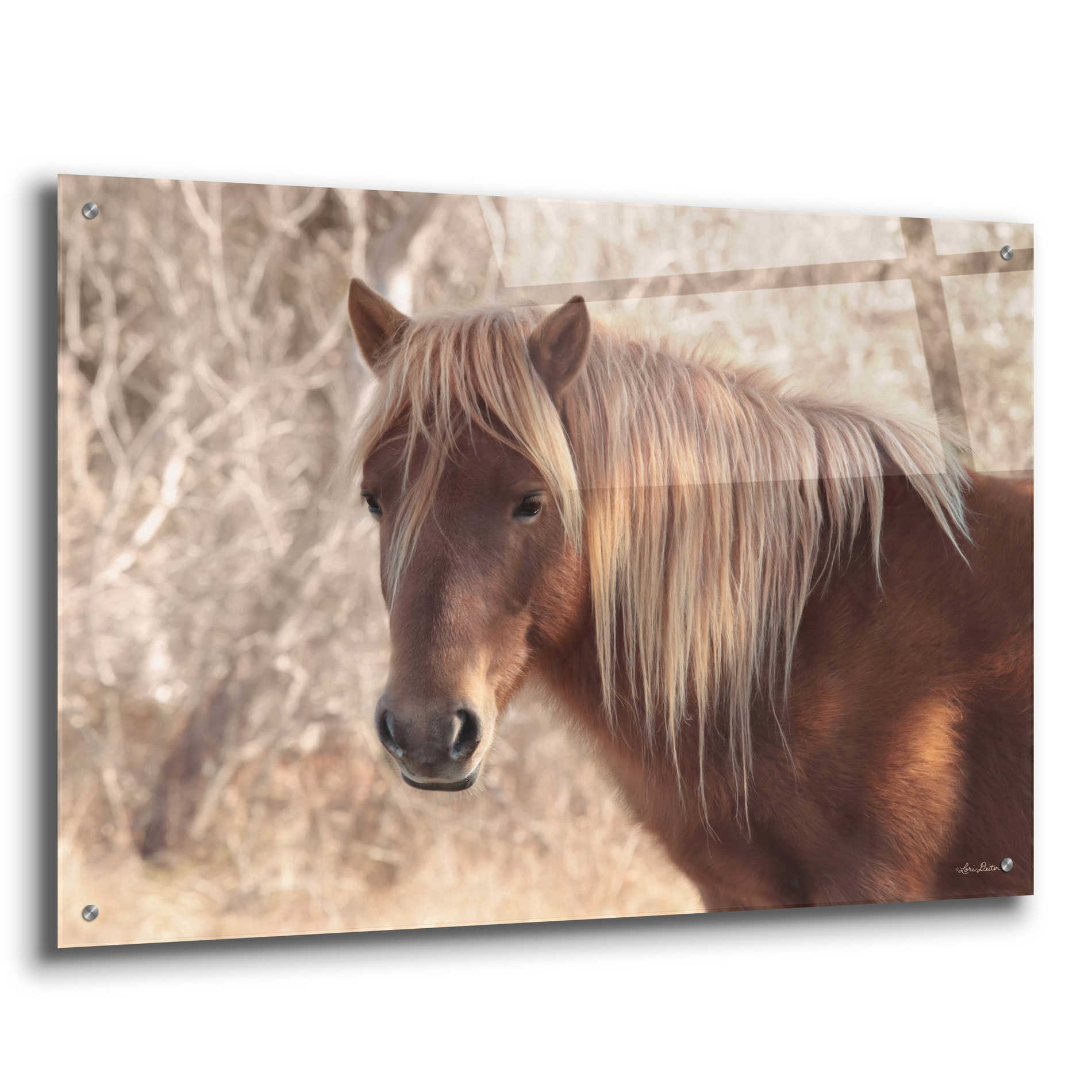 Epic Art 'Assateague Horse' by Lori Deiter Acrylic Glass Wall Art,36x24