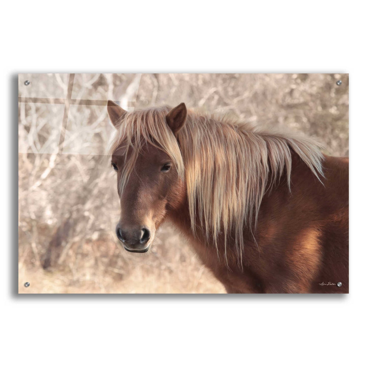 Epic Art 'Assateague Horse' by Lori Deiter Acrylic Glass Wall Art,36x24