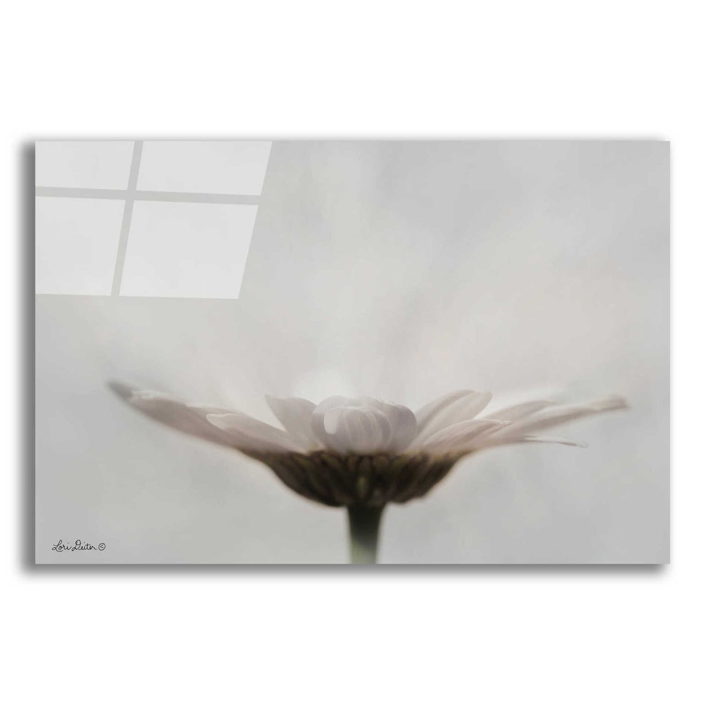 Epic Art 'Love Story' by Lori Deiter Acrylic Glass Wall Art,16x12