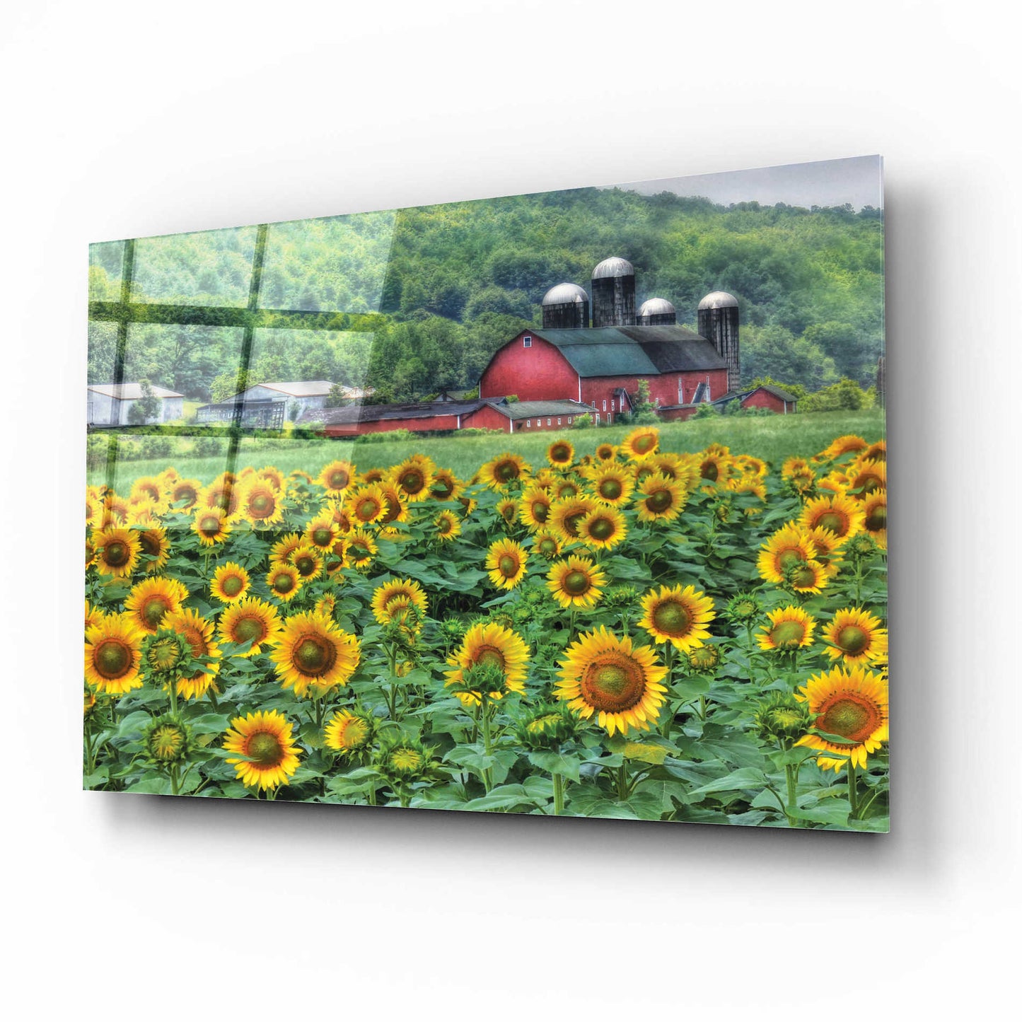 Epic Art 'Sunflower Field' by Lori Deiter Acrylic Glass Wall Art,16x12