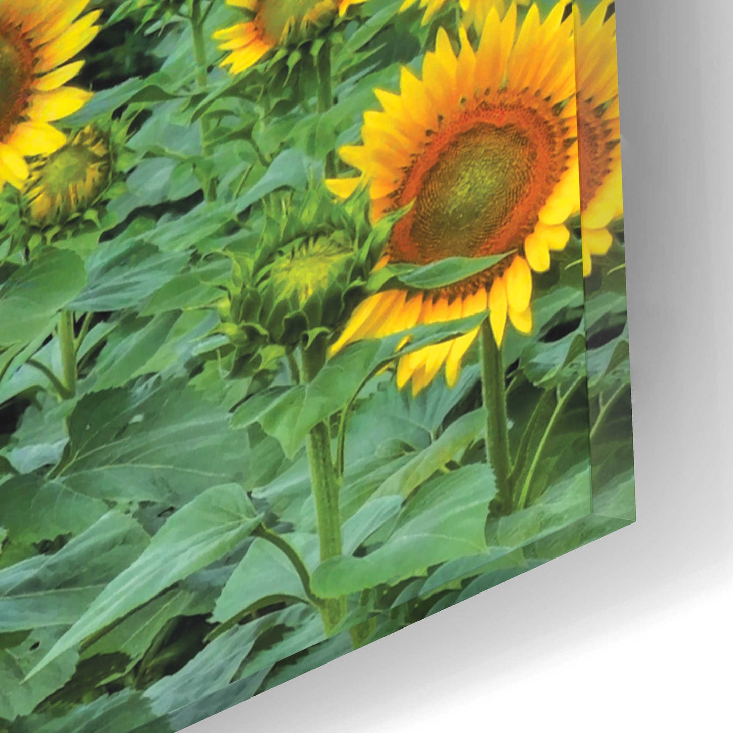 Epic Art 'Sunflower Field' by Lori Deiter Acrylic Glass Wall Art,16x12