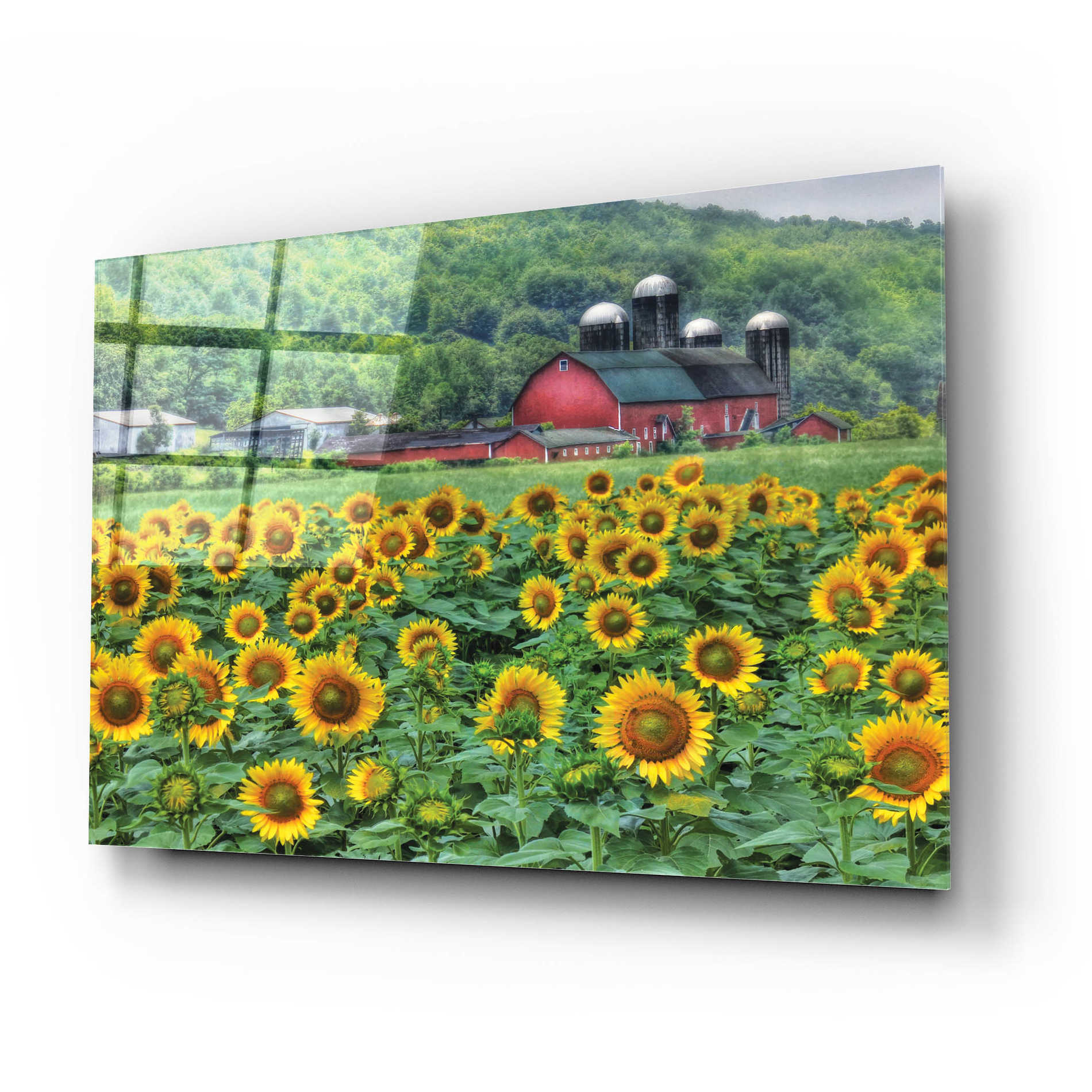 Epic Art 'Sunflower Field' by Lori Deiter Acrylic Glass Wall Art,24x16