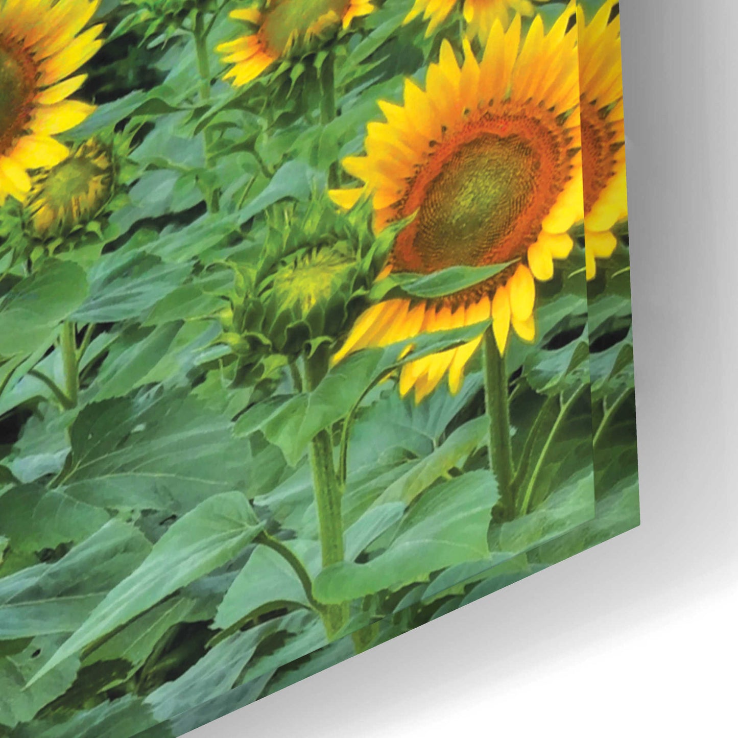 Epic Art 'Sunflower Field' by Lori Deiter Acrylic Glass Wall Art,24x16