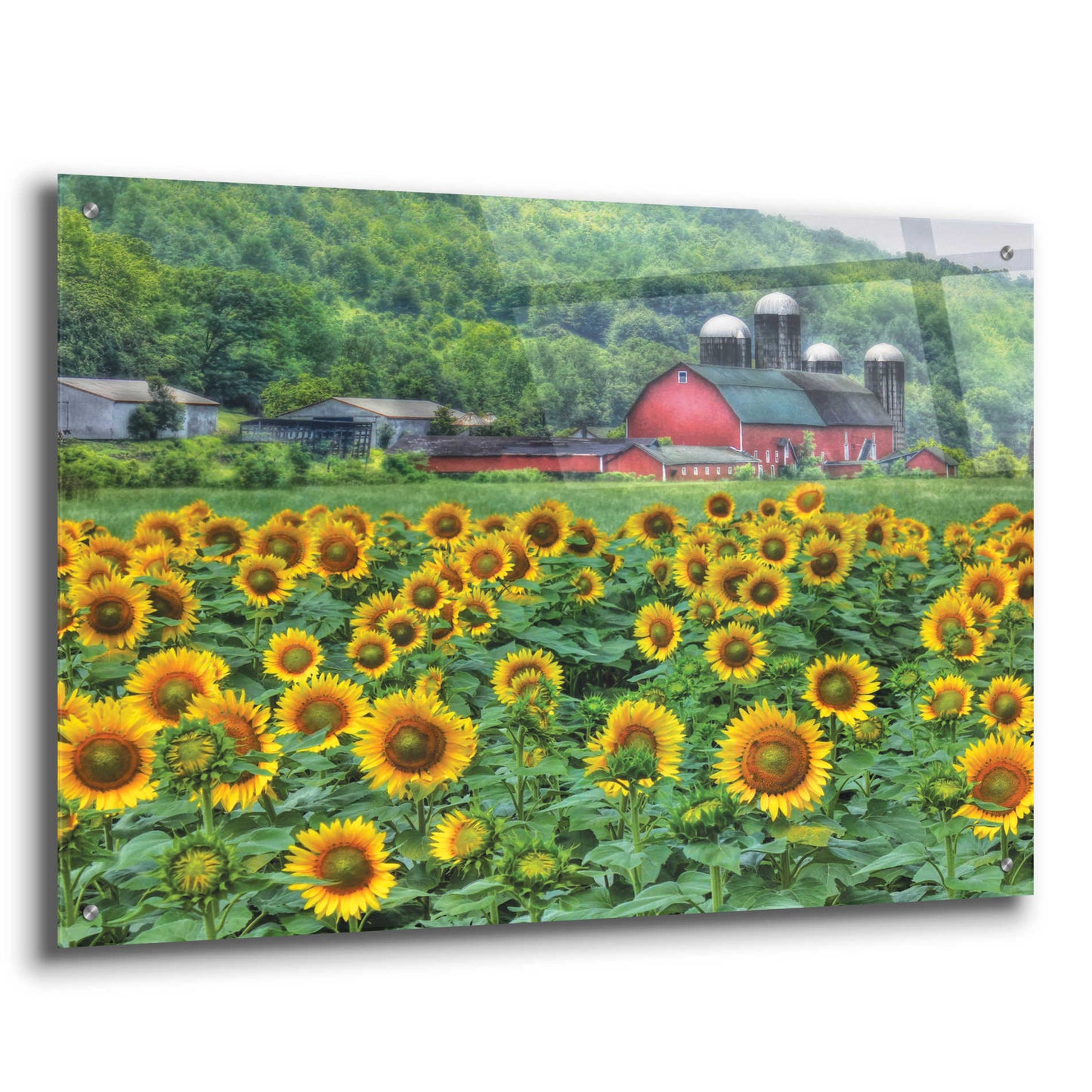 Epic Art 'Sunflower Field' by Lori Deiter Acrylic Glass Wall Art,36x24