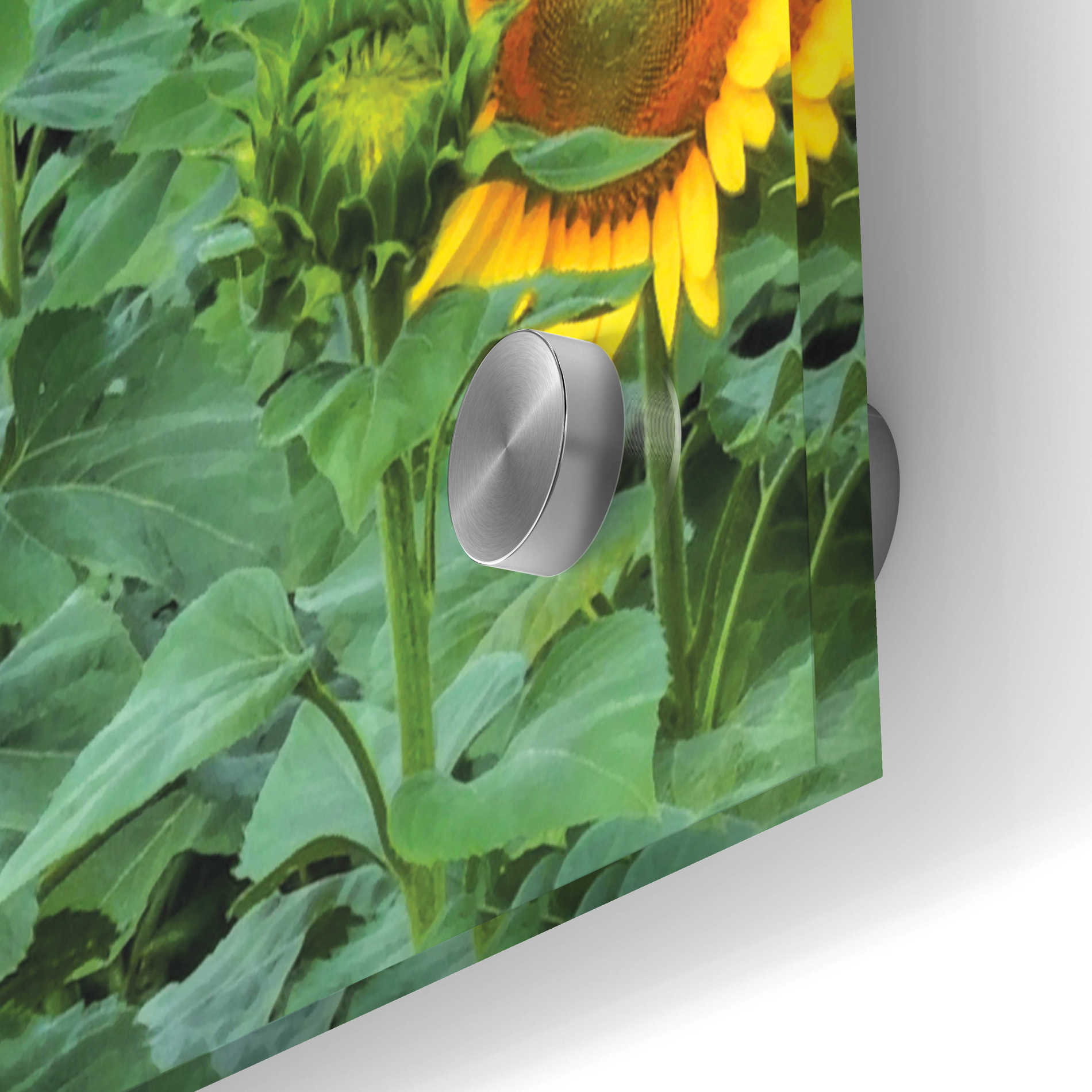 Epic Art 'Sunflower Field' by Lori Deiter Acrylic Glass Wall Art,36x24