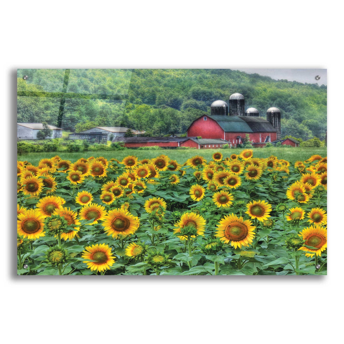 Epic Art 'Sunflower Field' by Lori Deiter Acrylic Glass Wall Art,36x24