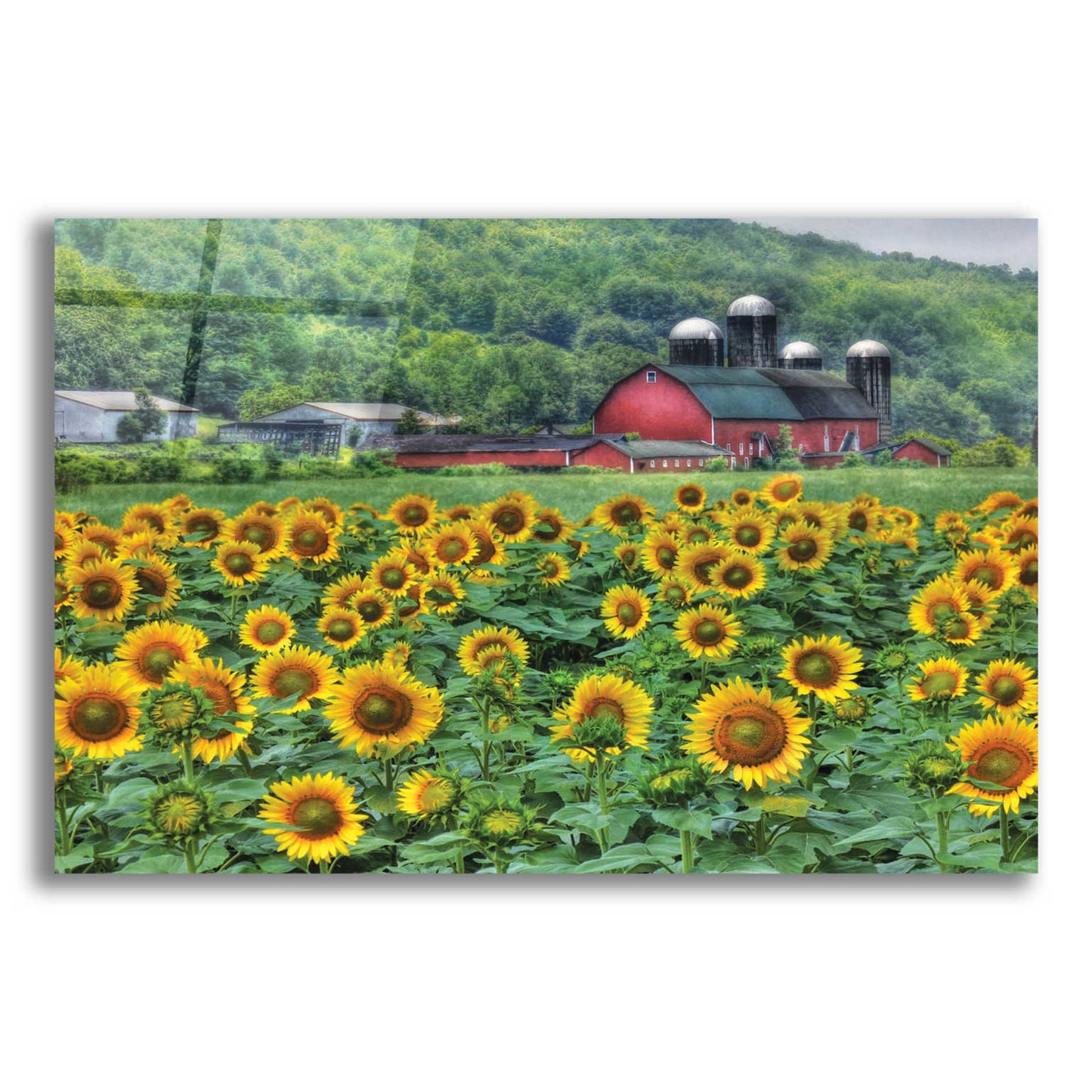 Epic Art 'Sunflower Field' by Lori Deiter Acrylic Glass Wall Art