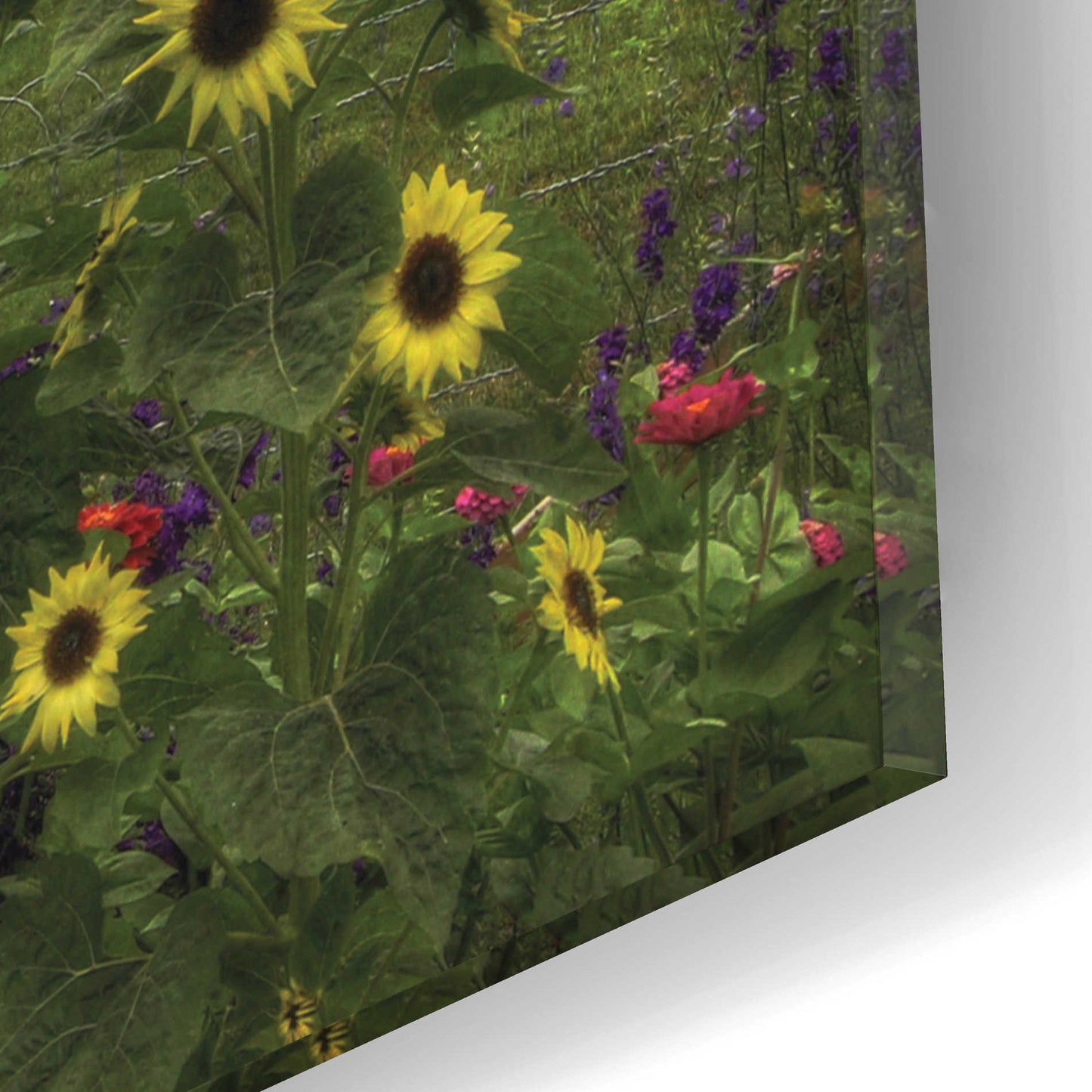 Epic Art 'Sunflower Garden' by Lori Deiter Acrylic Glass Wall Art,16x12