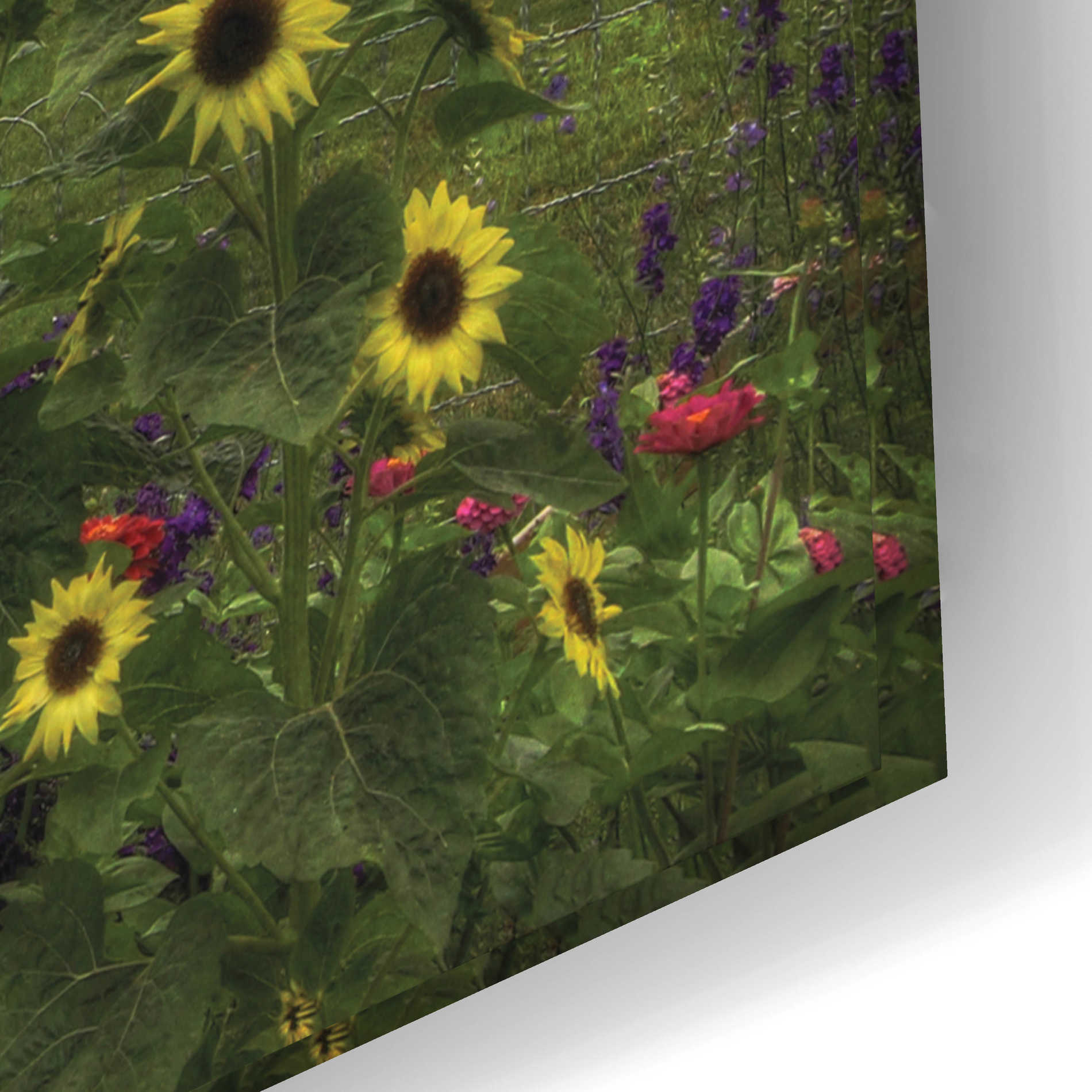 Epic Art 'Sunflower Garden' by Lori Deiter Acrylic Glass Wall Art,24x16