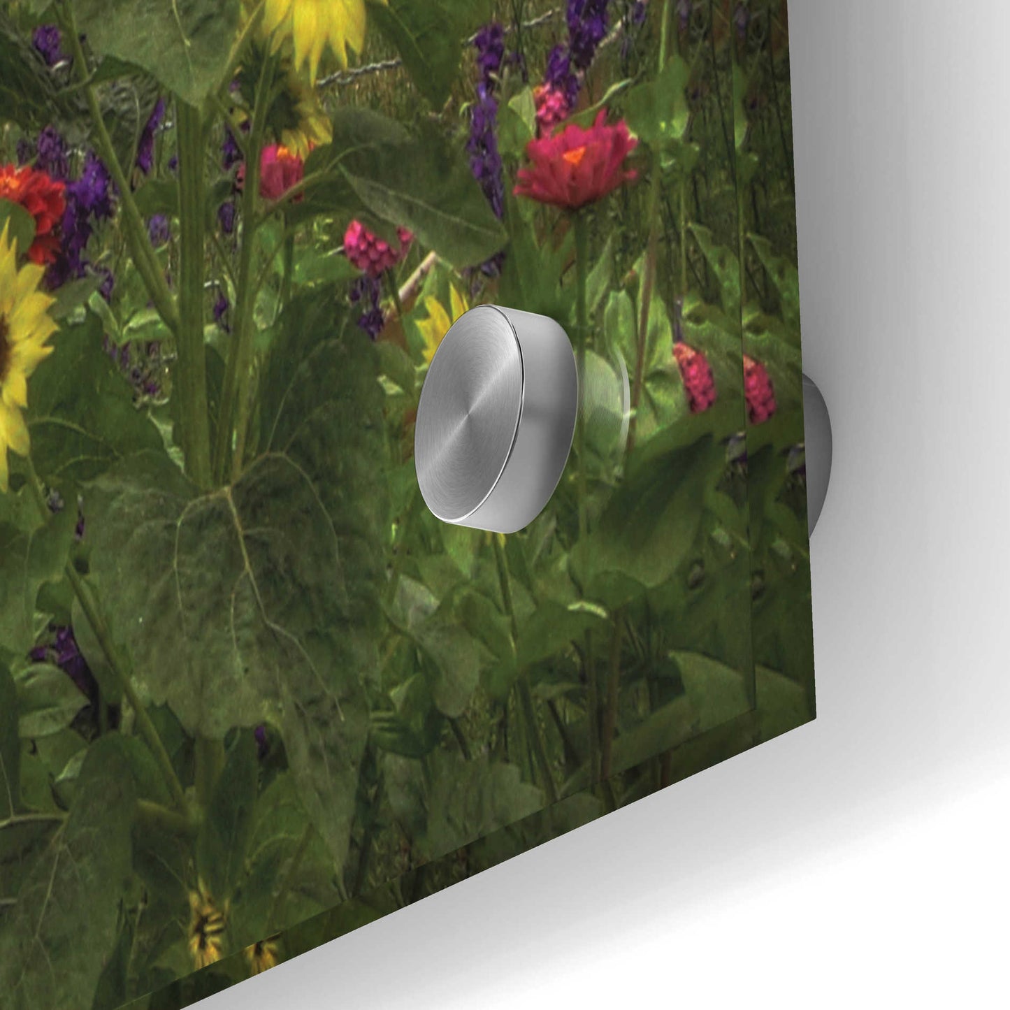 Epic Art 'Sunflower Garden' by Lori Deiter Acrylic Glass Wall Art,36x24