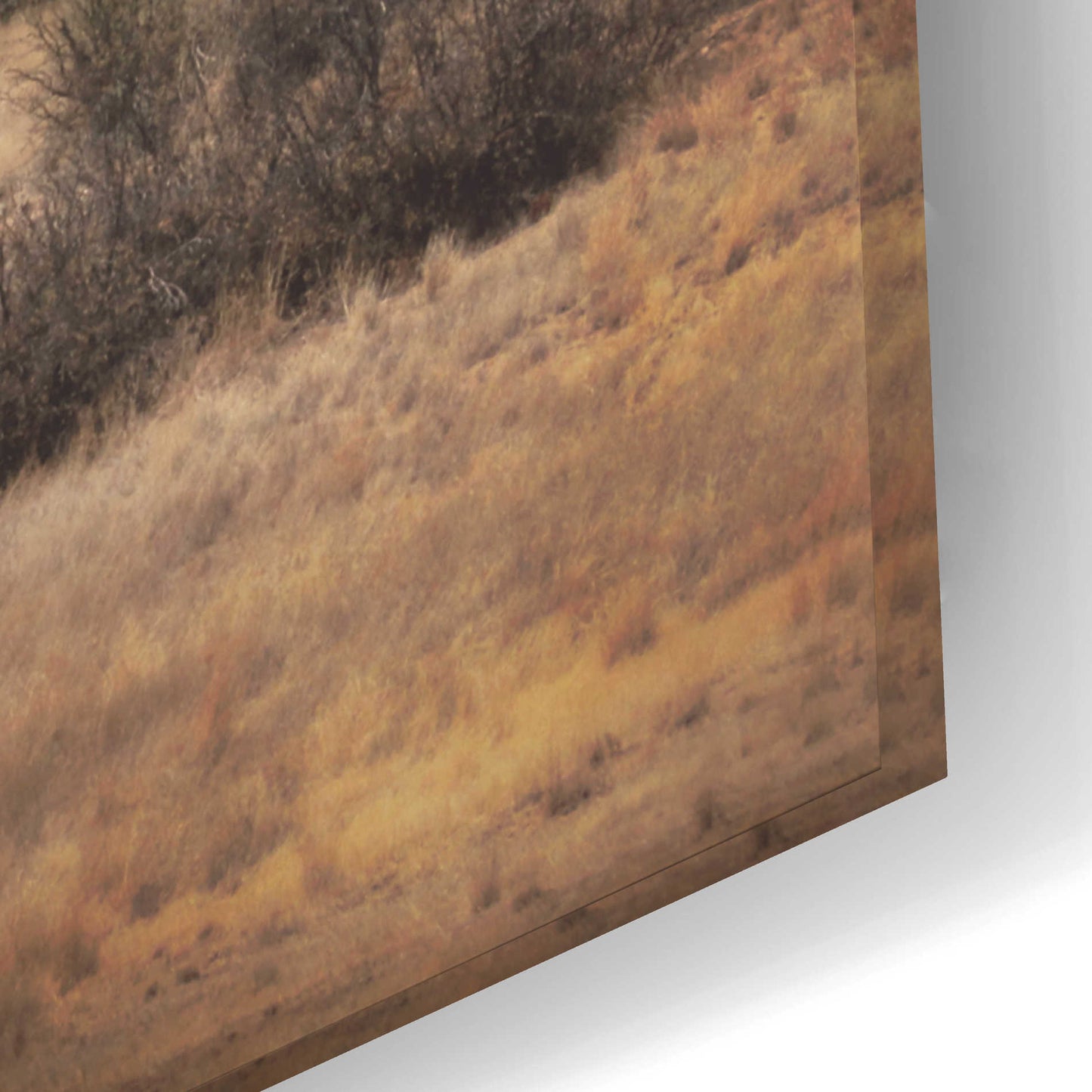 Epic Art 'Desert Wagon' by Lori Deiter Acrylic Glass Wall Art,24x16