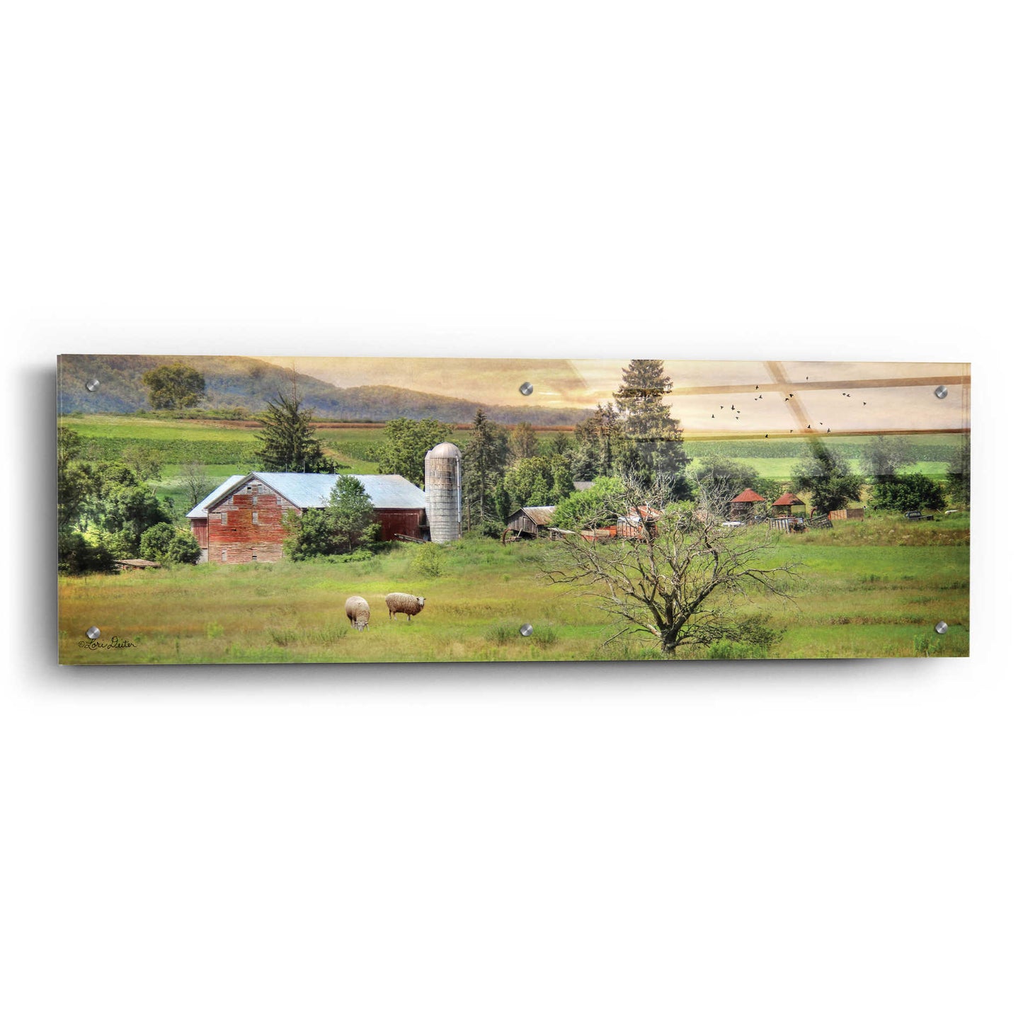 Epic Art 'Grazing Sheet' by Lori Deiter Acrylic Glass Wall Art,36x12