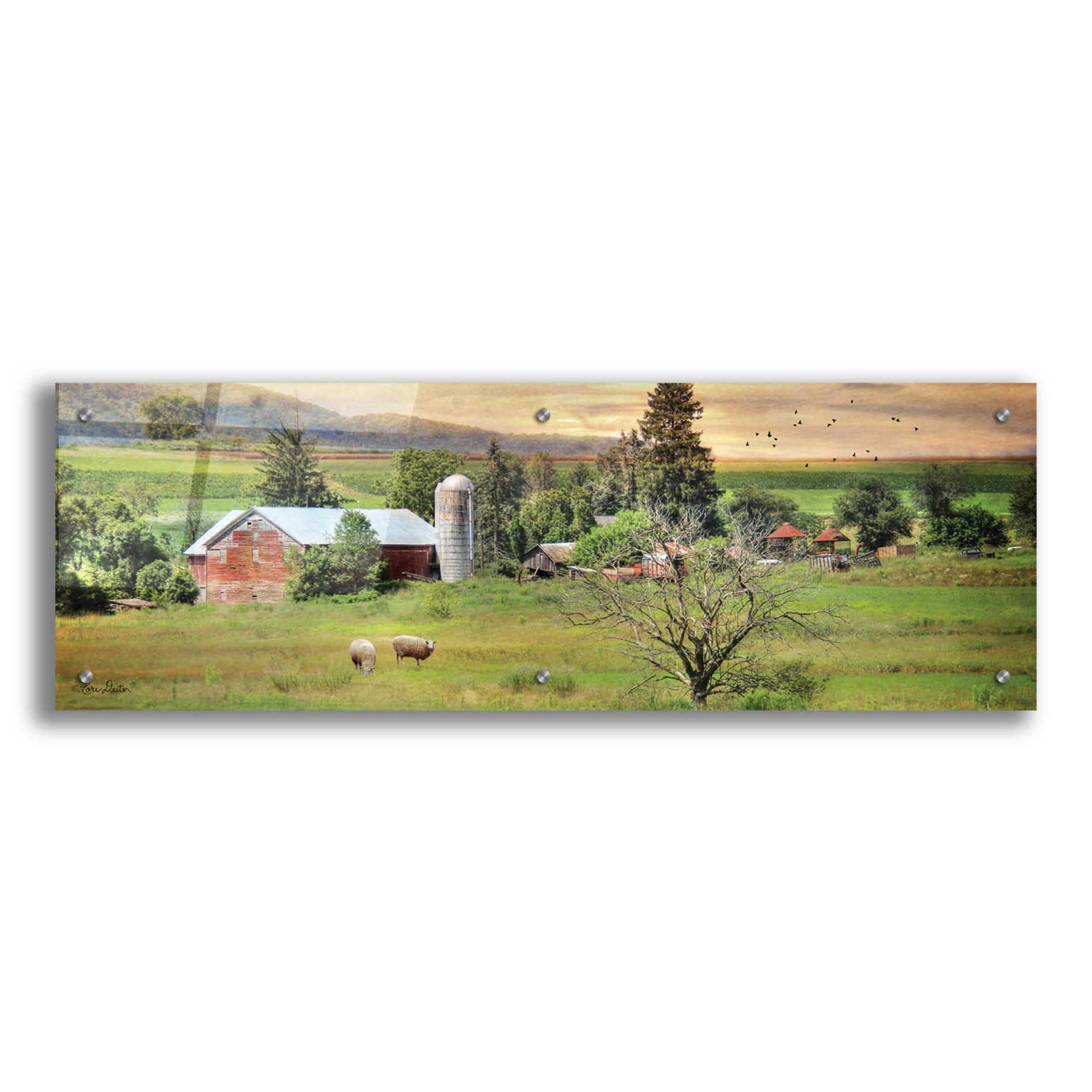 Epic Art 'Grazing Sheet' by Lori Deiter Acrylic Glass Wall Art,36x12