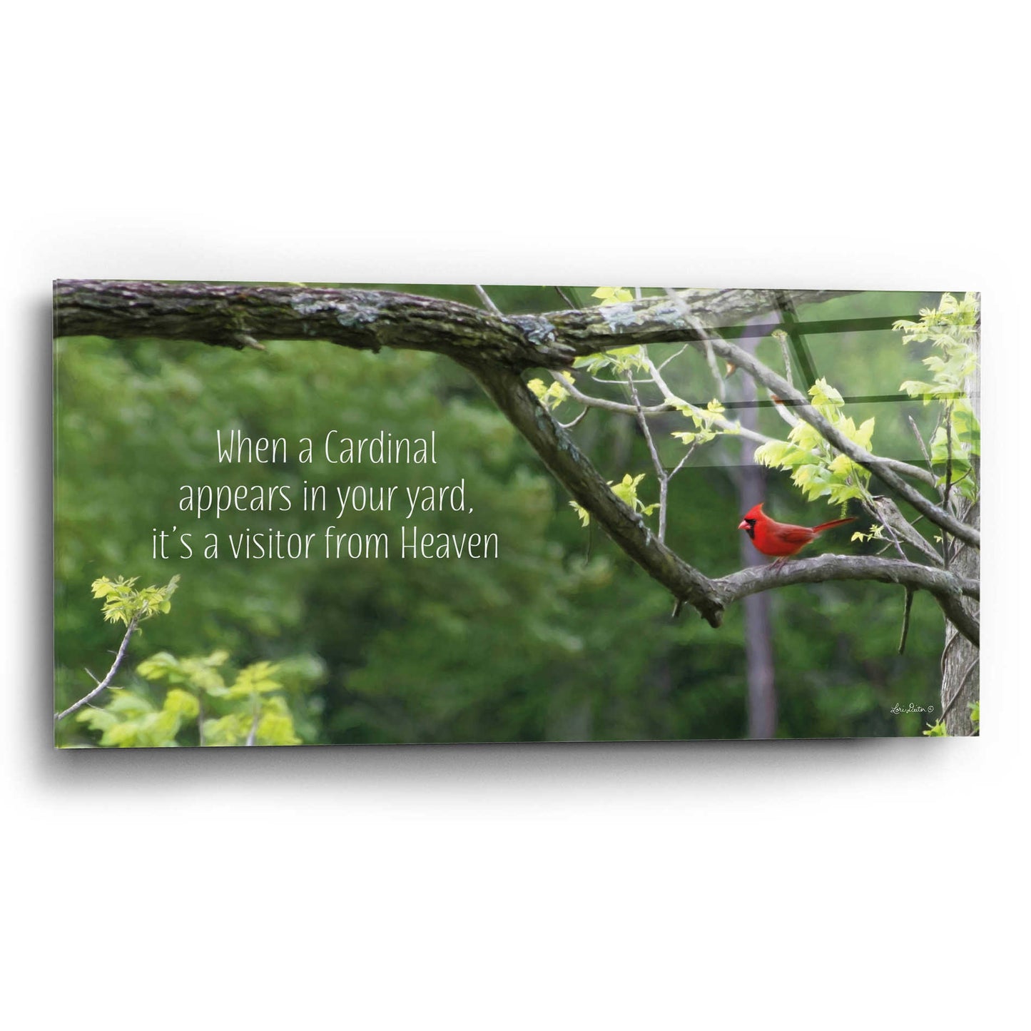 Epic Art 'Visitor from Heaven' by Lori Deiter Acrylic Glass Wall Art,24x12