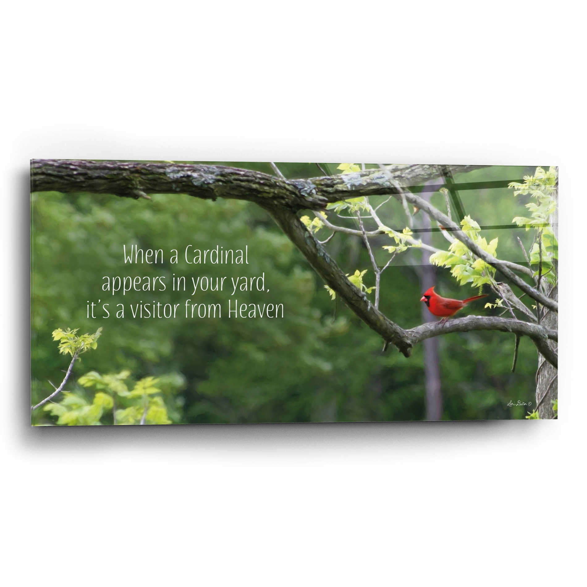 Epic Art 'Visitor from Heaven' by Lori Deiter Acrylic Glass Wall Art,24x12