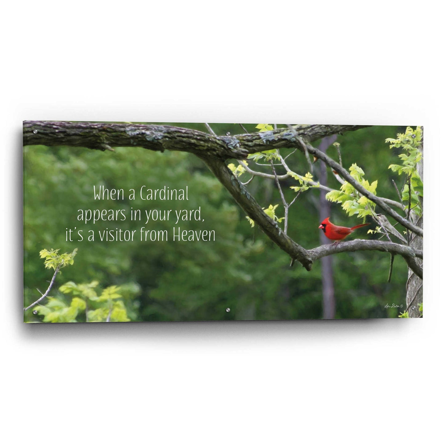 Epic Art 'Visitor from Heaven' by Lori Deiter Acrylic Glass Wall Art,48x24