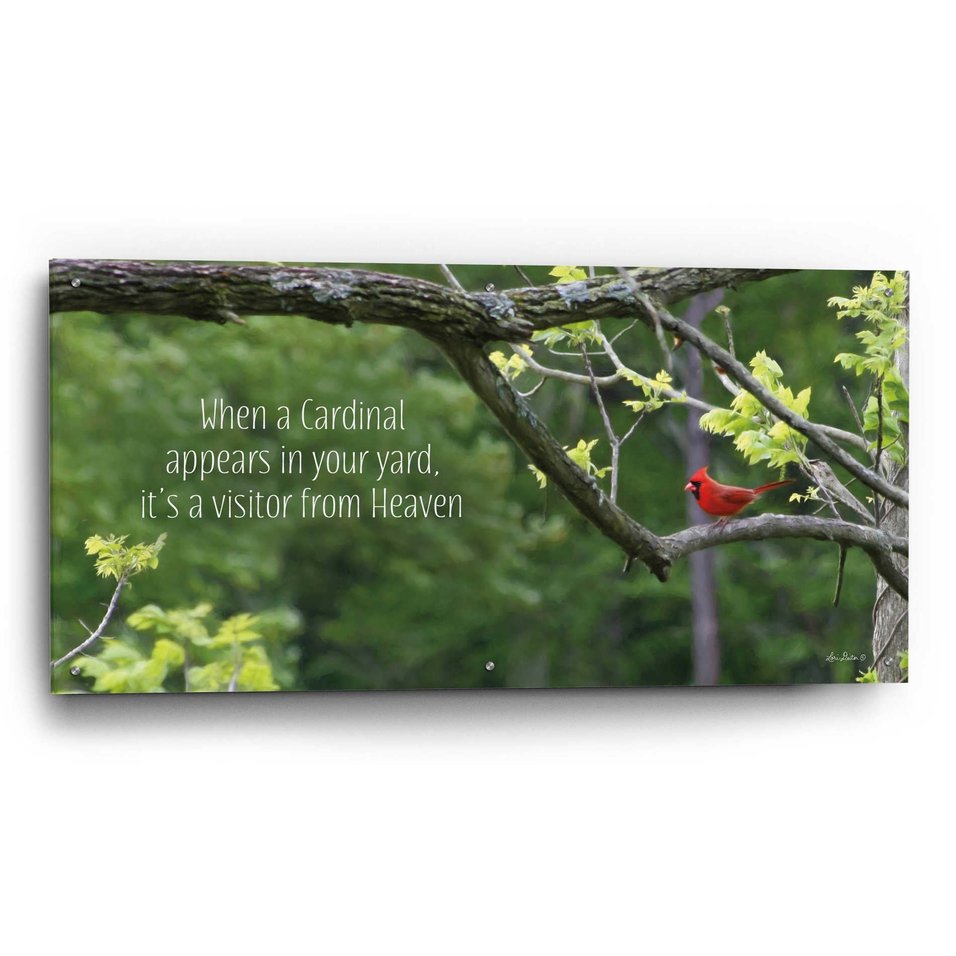 Epic Art 'Visitor from Heaven' by Lori Deiter Acrylic Glass Wall Art,48x24