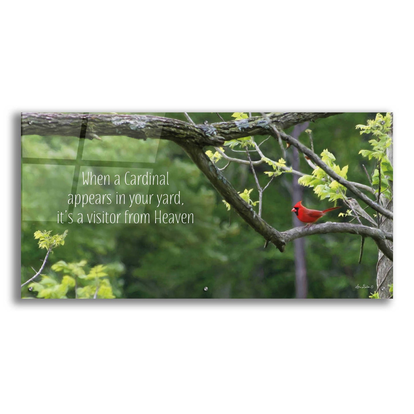 Epic Art 'Visitor from Heaven' by Lori Deiter Acrylic Glass Wall Art,48x24