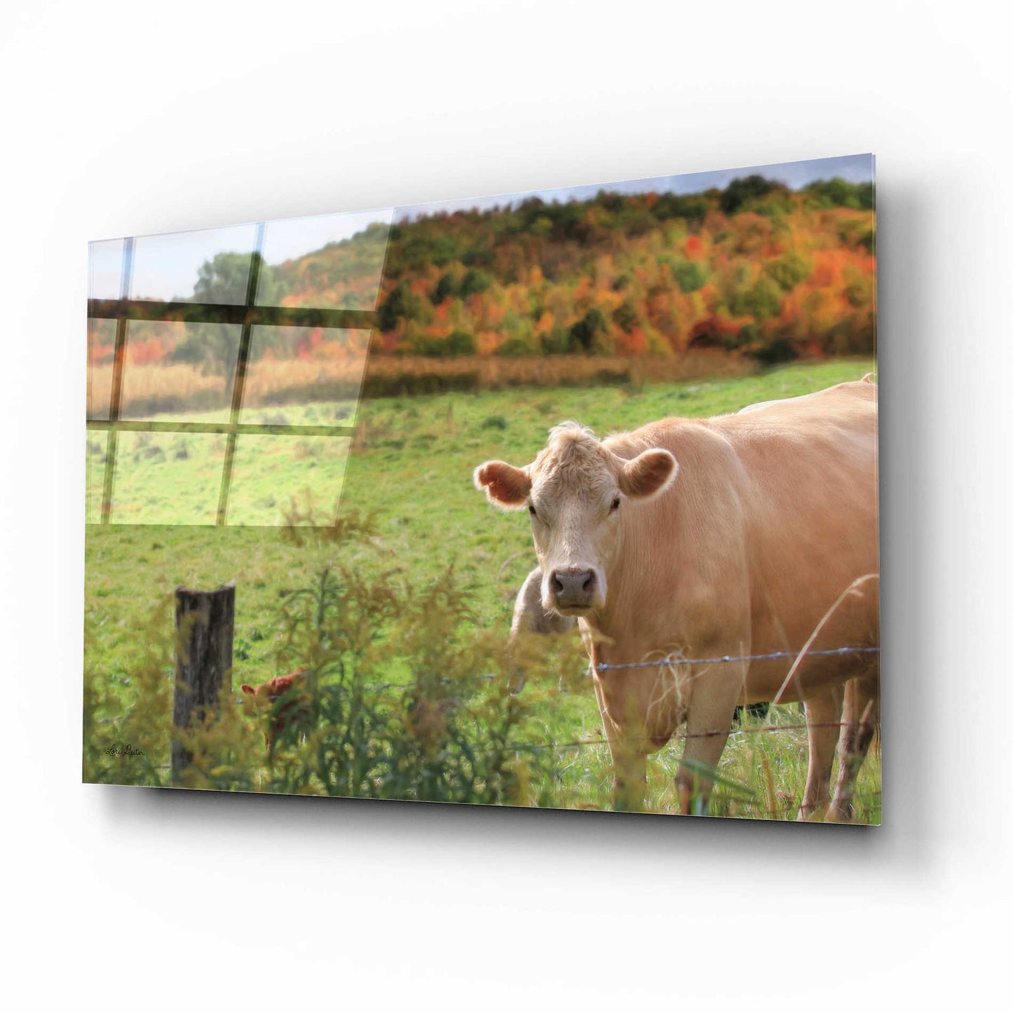 Epic Art 'Fall Cow' by Lori Deiter Acrylic Glass Wall Art,16x12